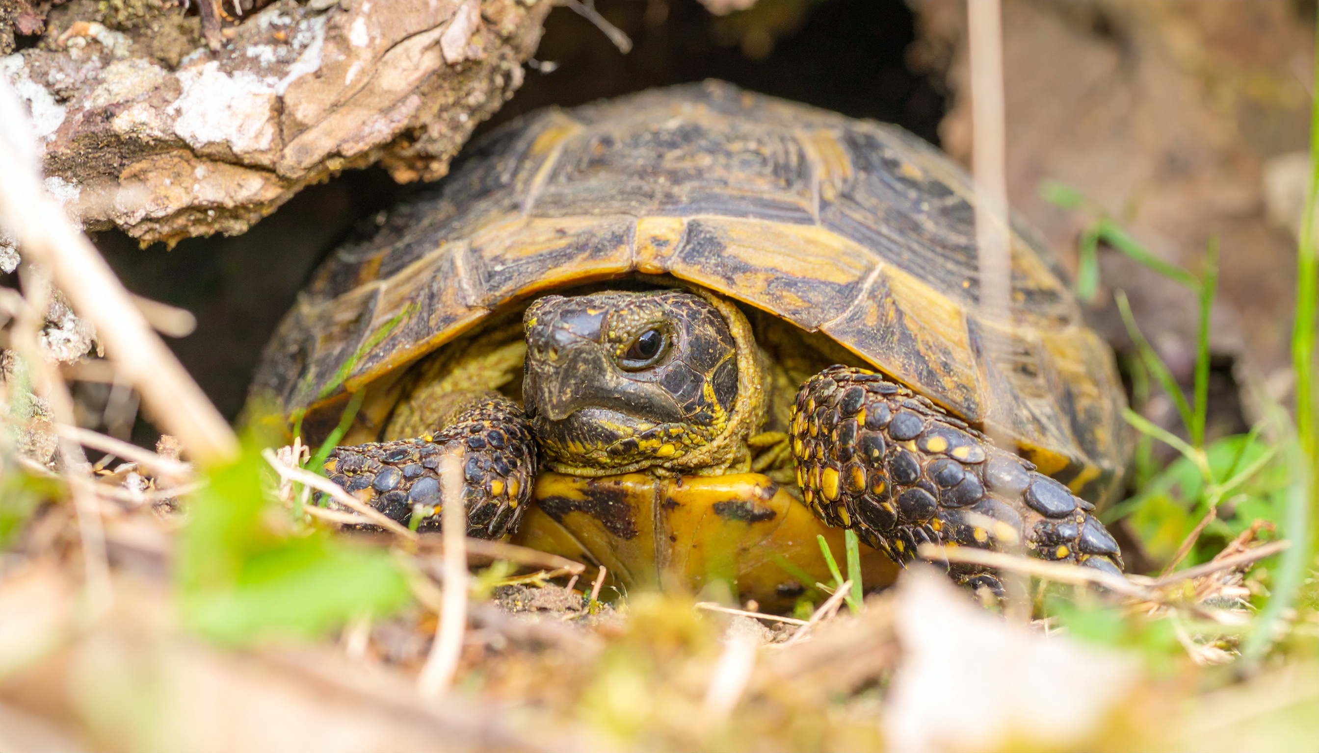 Abri extérieur pour tortue terrestre