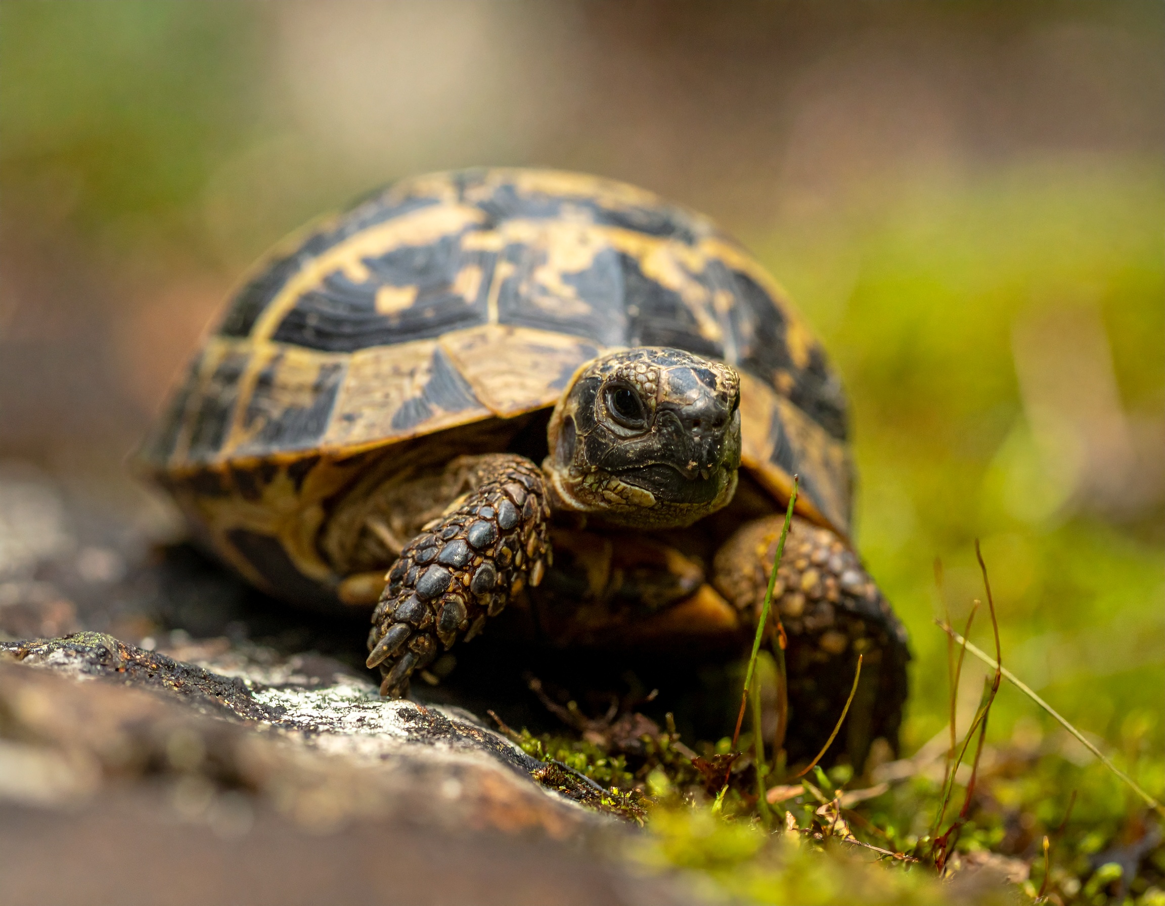 Abri tortue terrestre : comparatif et prix 2025