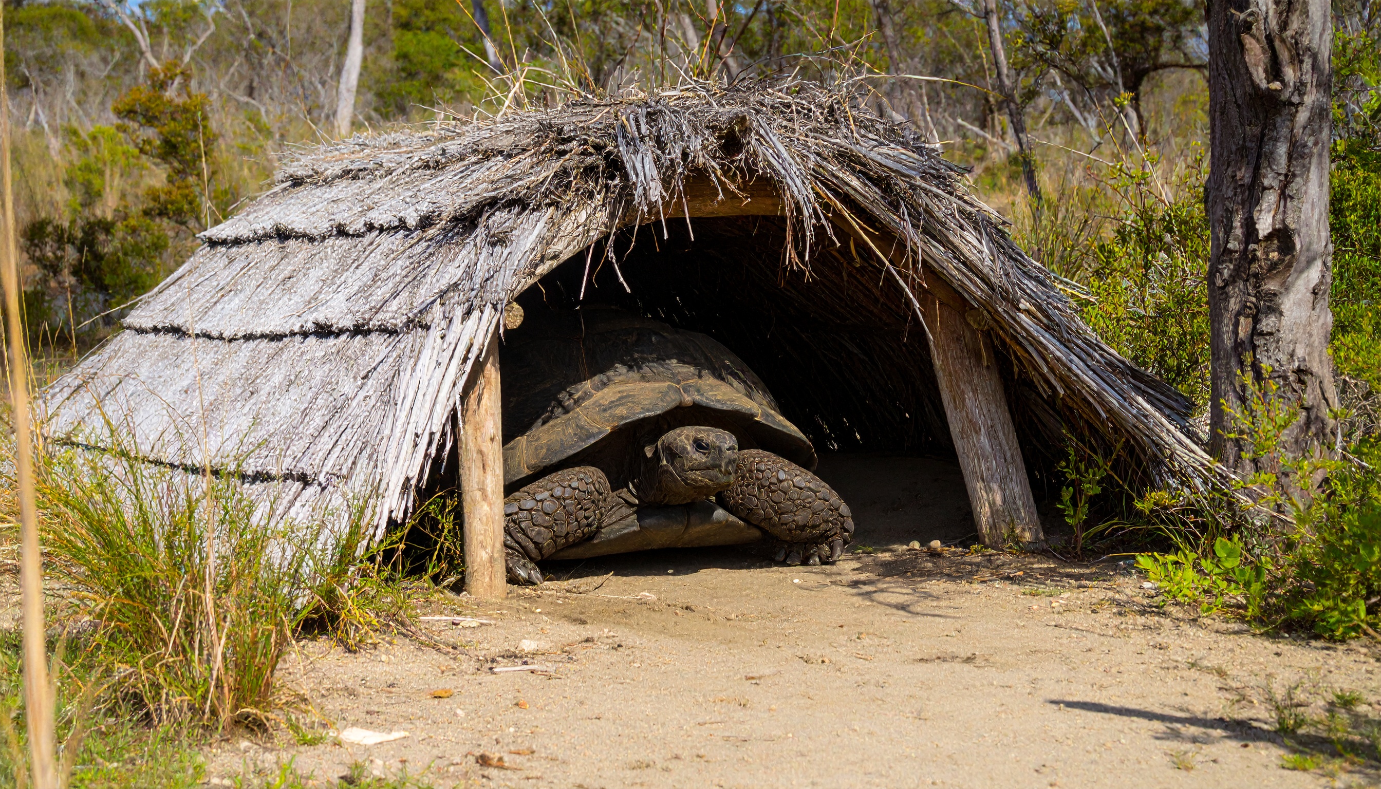 Abri pour tortue : guide complet pour choisir et installer