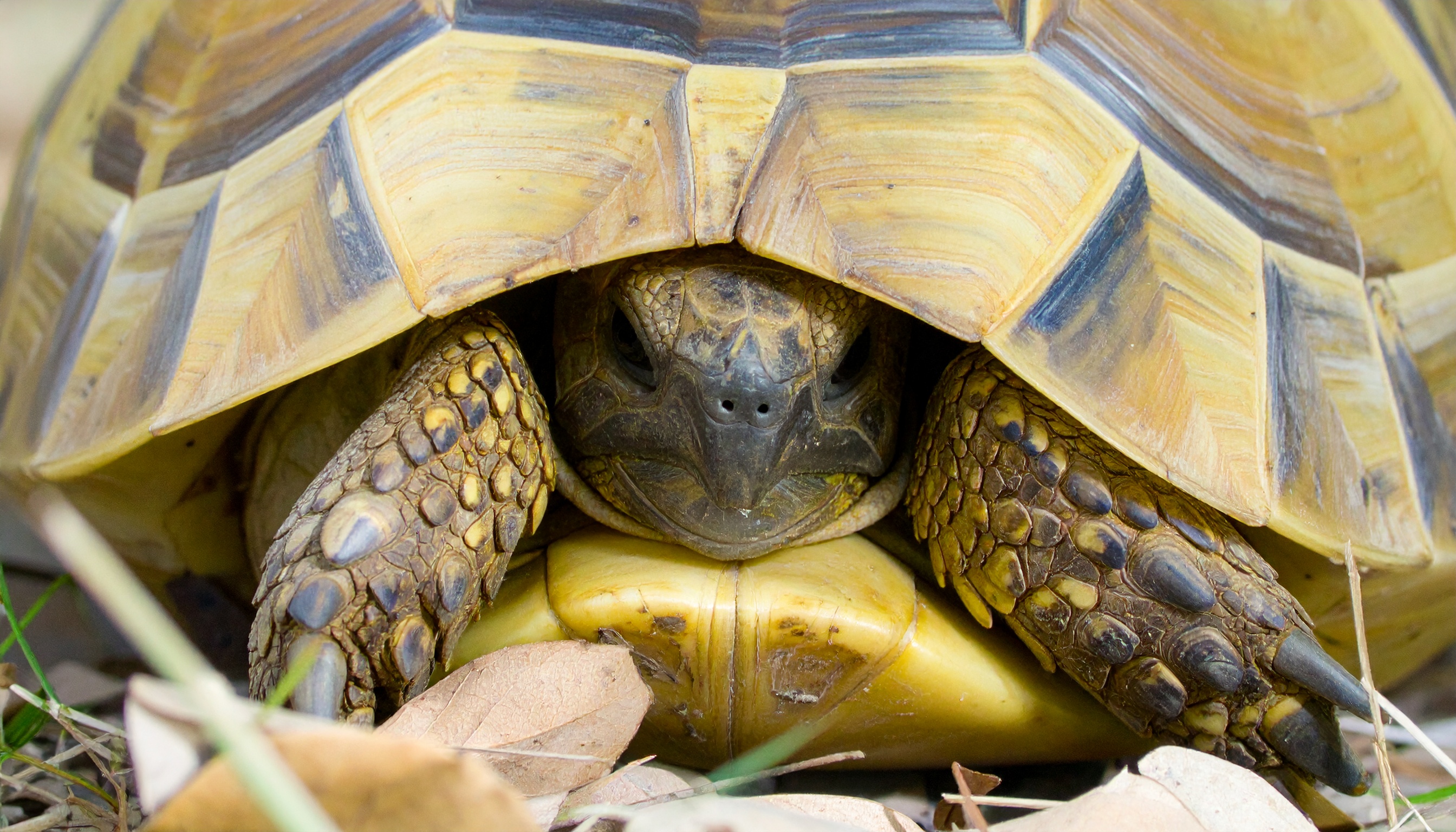 Abri pour tortue de terre : guide complet 2025 (construction, matériaux, emplacement)