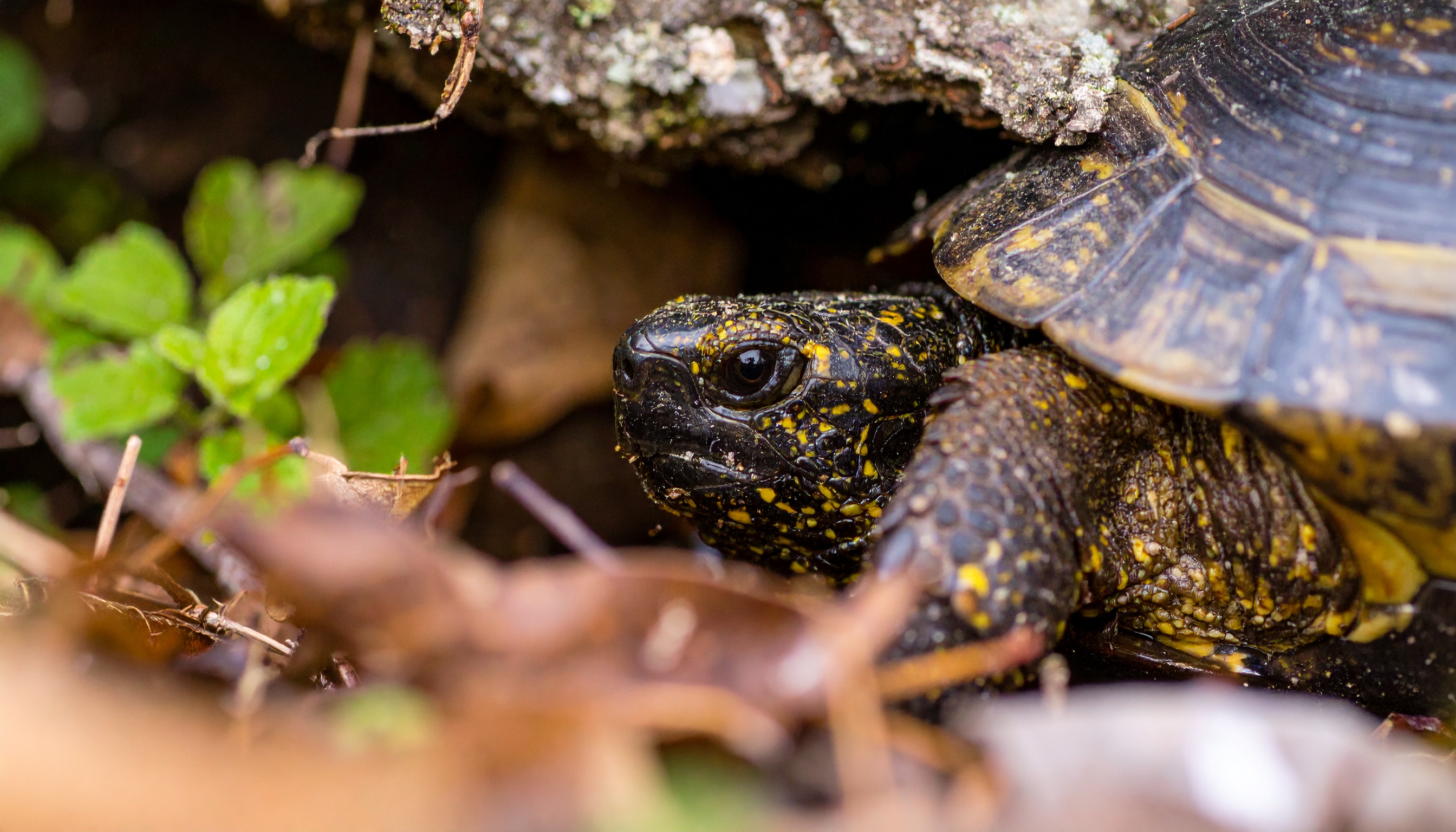Abri pour tortue : guide d'achat complet 2025