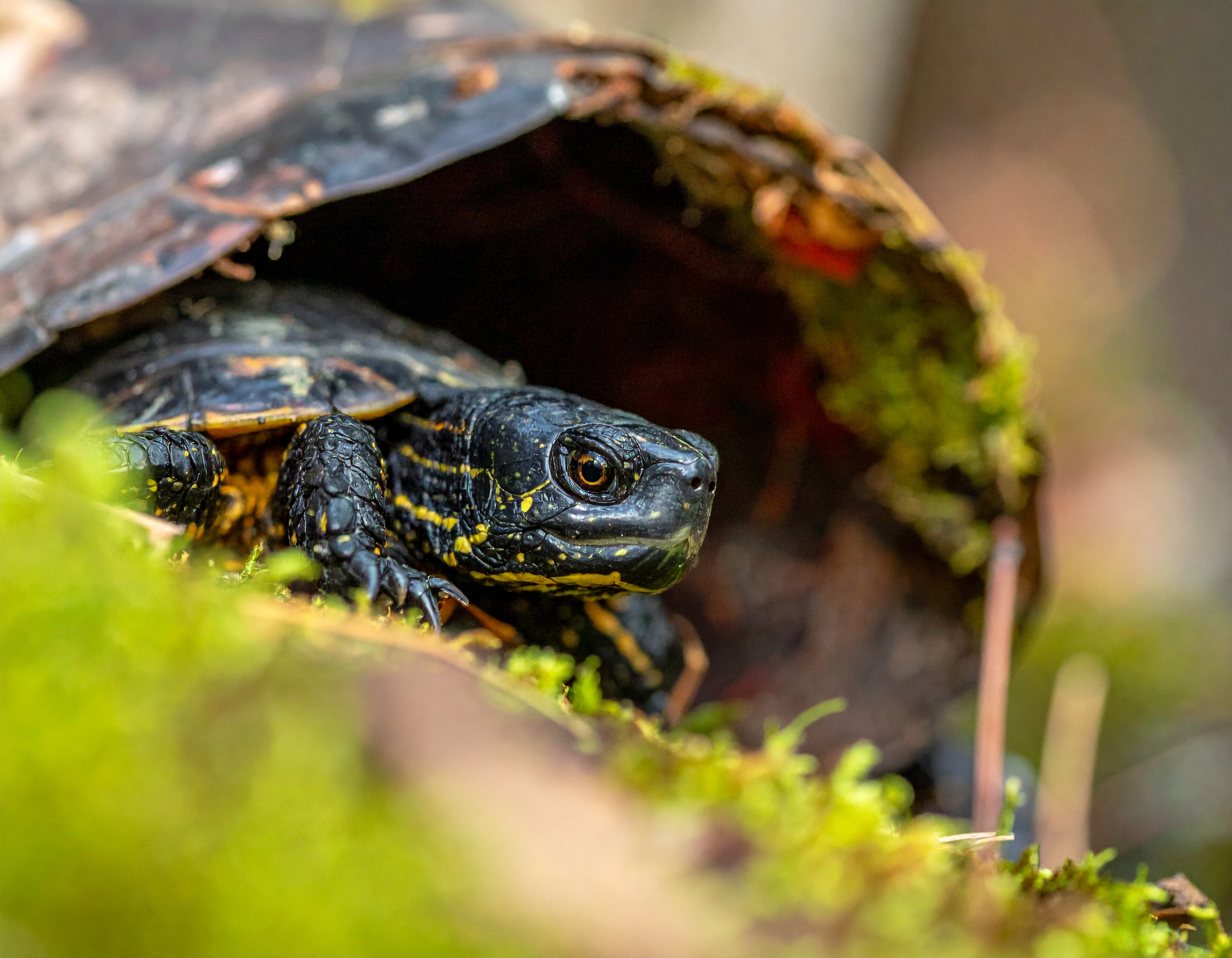 Abri pour tortue hermann : guide d'achat complet 2025