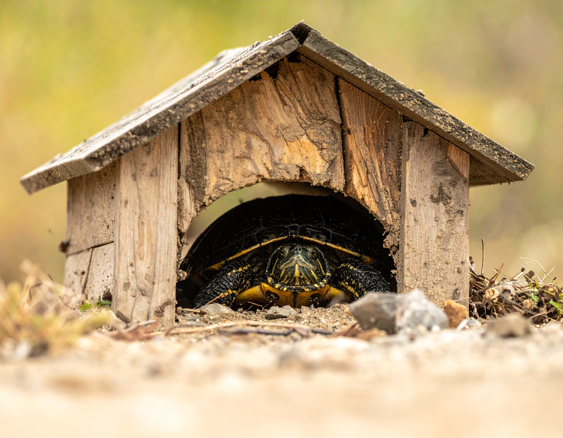 Abri pour tortue de terre : prix et où acheter