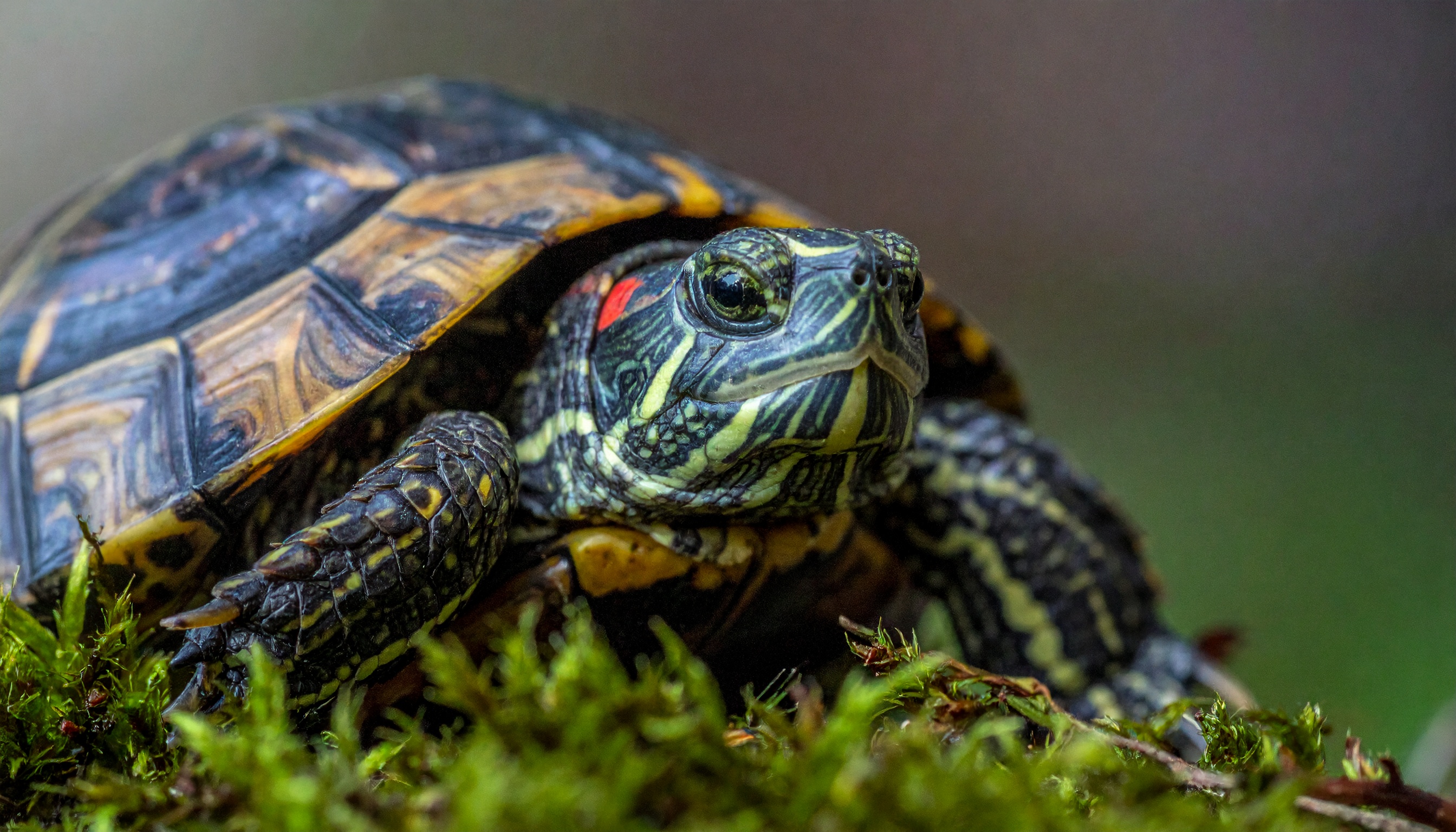 Accessoires pour tortue de terre : guide d'achat 2025