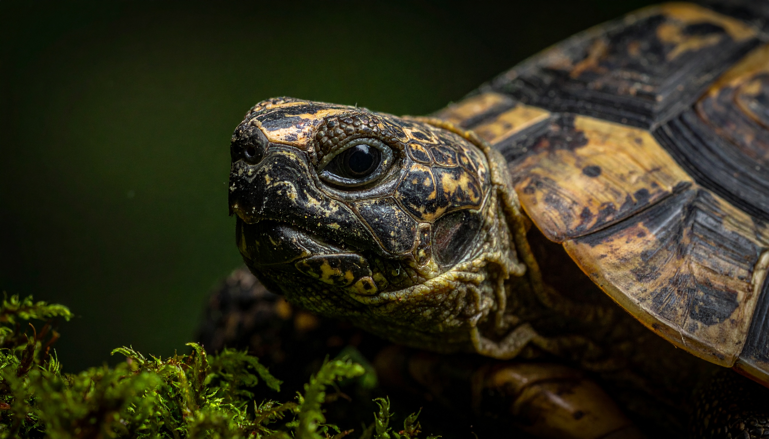 Achat tortue de terre : guide complet 2025 + où acheter