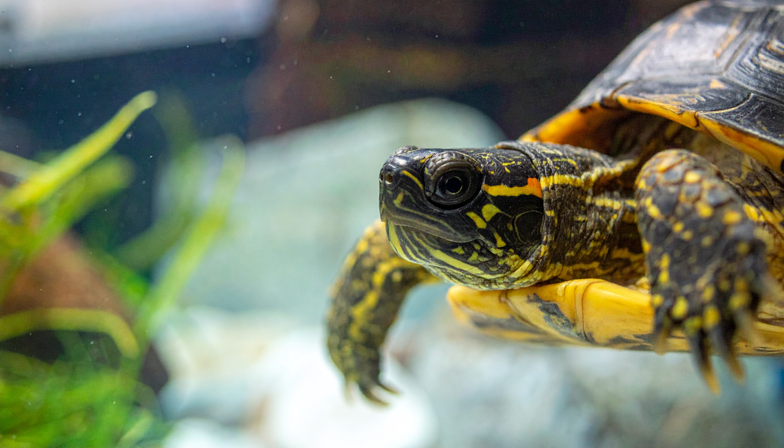 Achat tortue : guide complet 2025 (prix, où acheter, conseils)