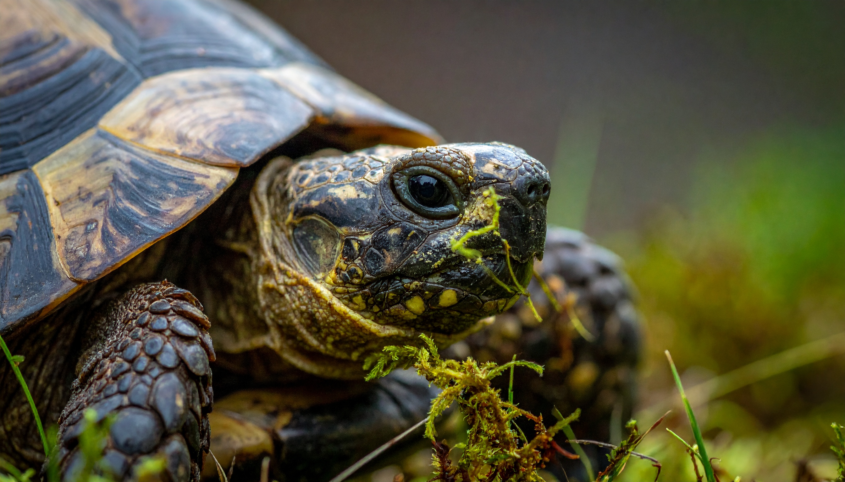 Age tortue : comment déterminer l'âge exact de sa tortue