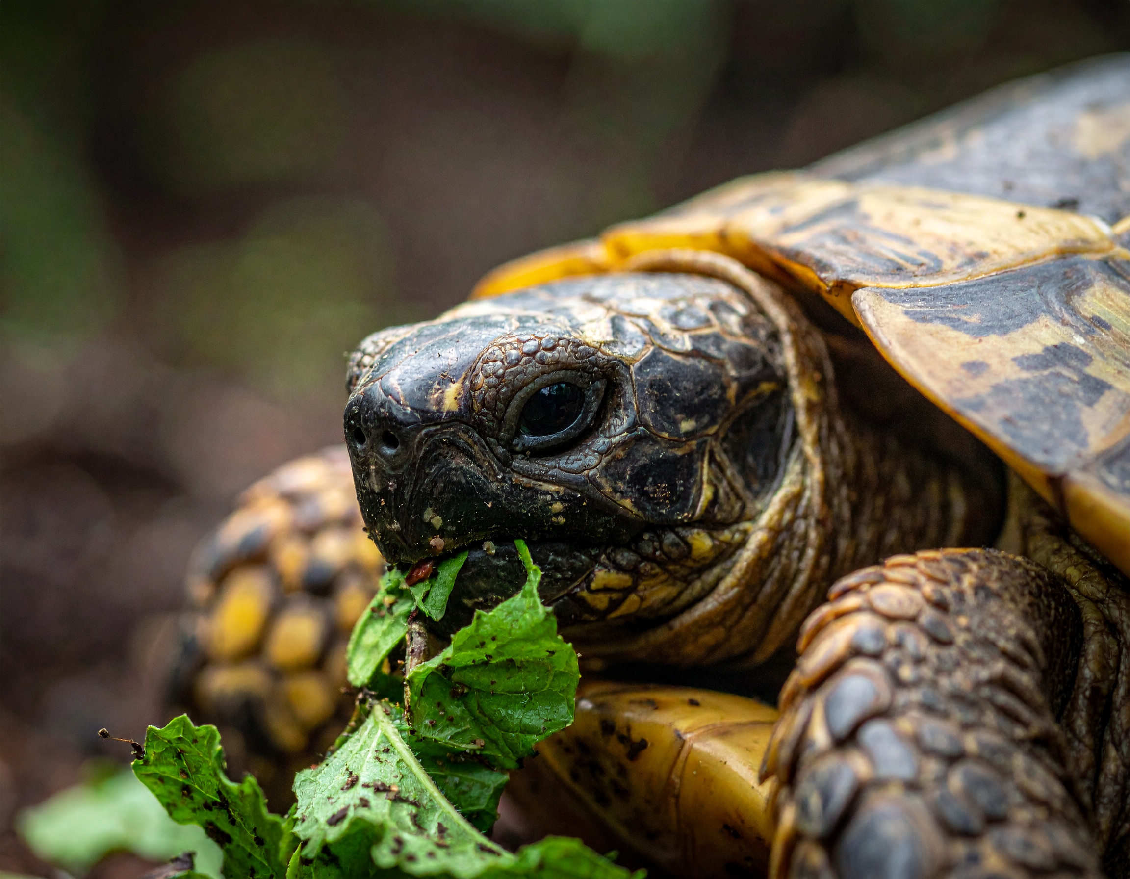 Annonce tortue : comparatif prix et vendeurs 2025