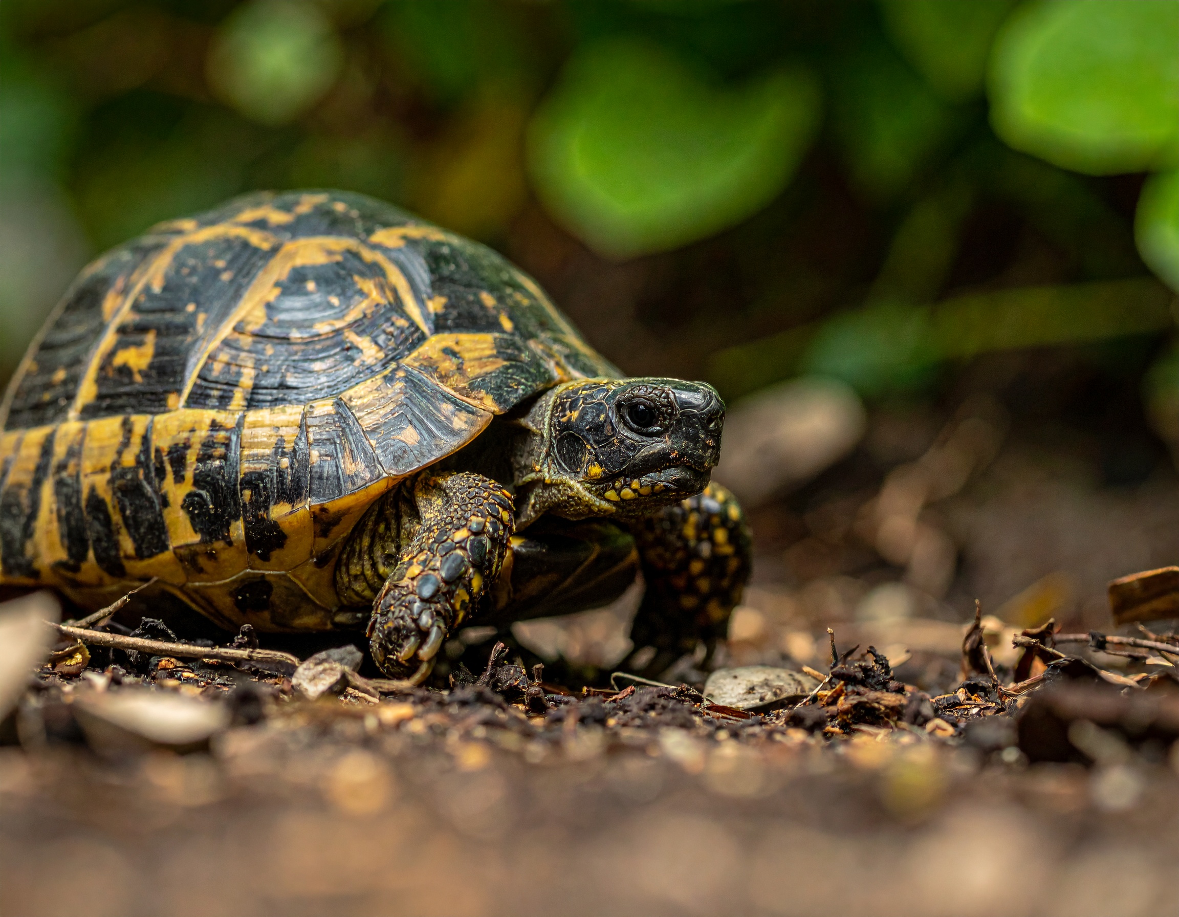 Cabane tortue extérieur : comparatif et prix 2025