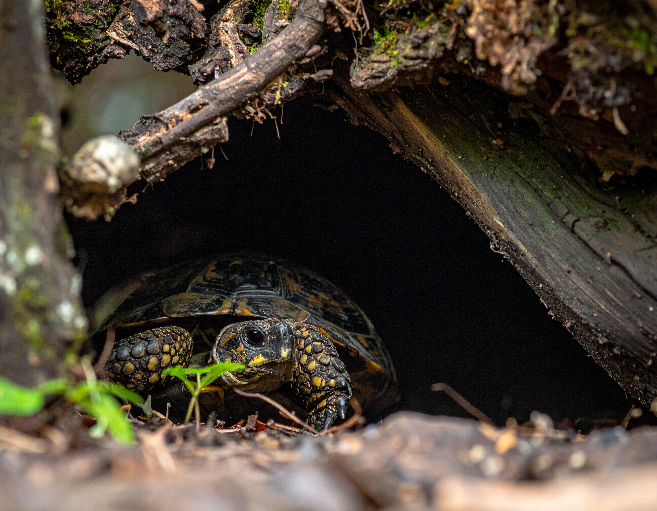 Meilleure maison pour tortue : comparatif prix 2025