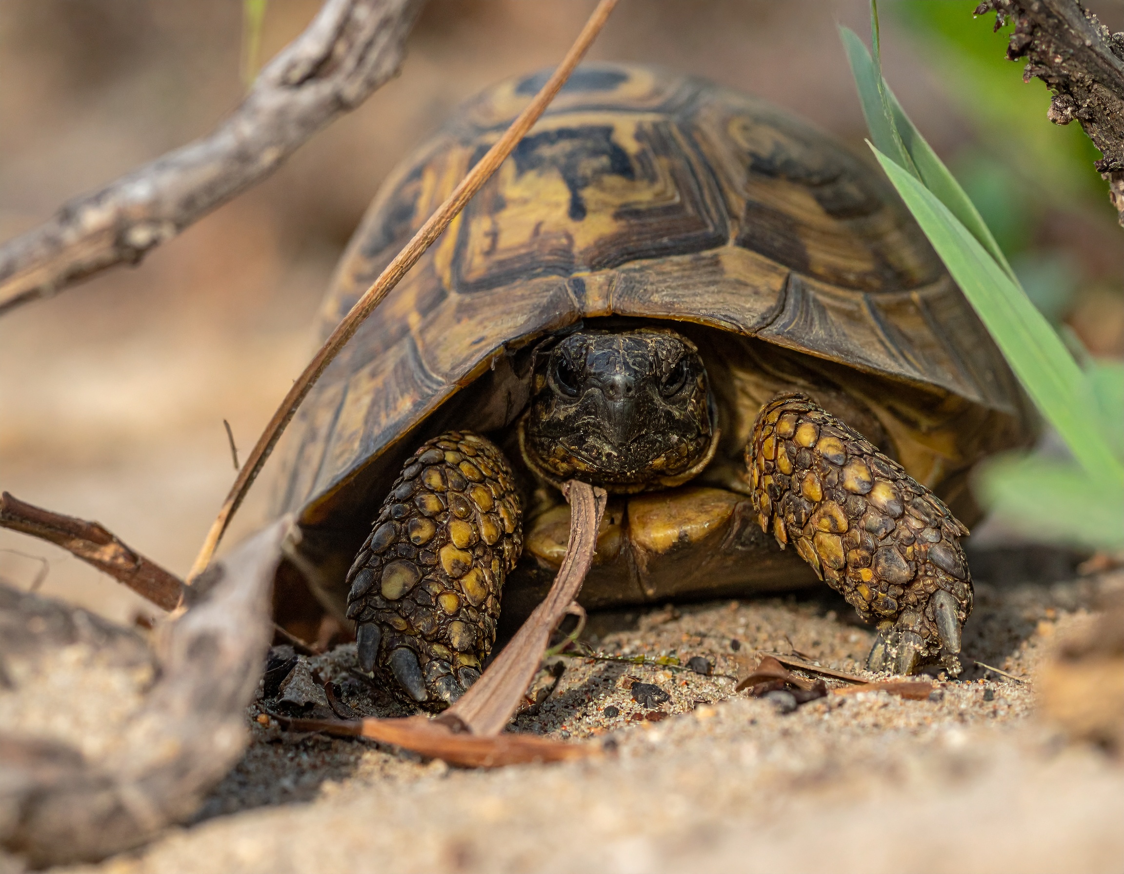 Meilleur abri pour tortue de terre : comparatif et prix 2025