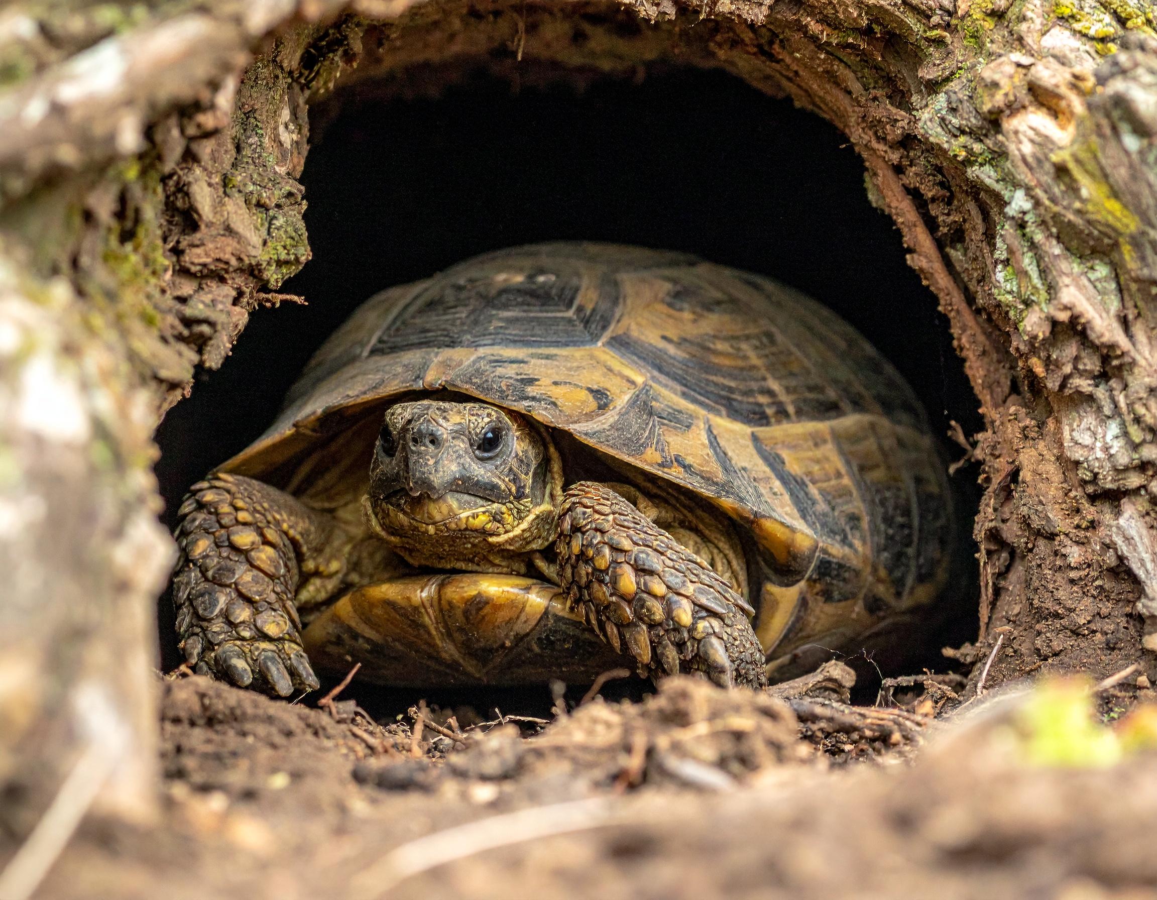 Meilleur enclos tortue terrestre : comparatif et prix 2025