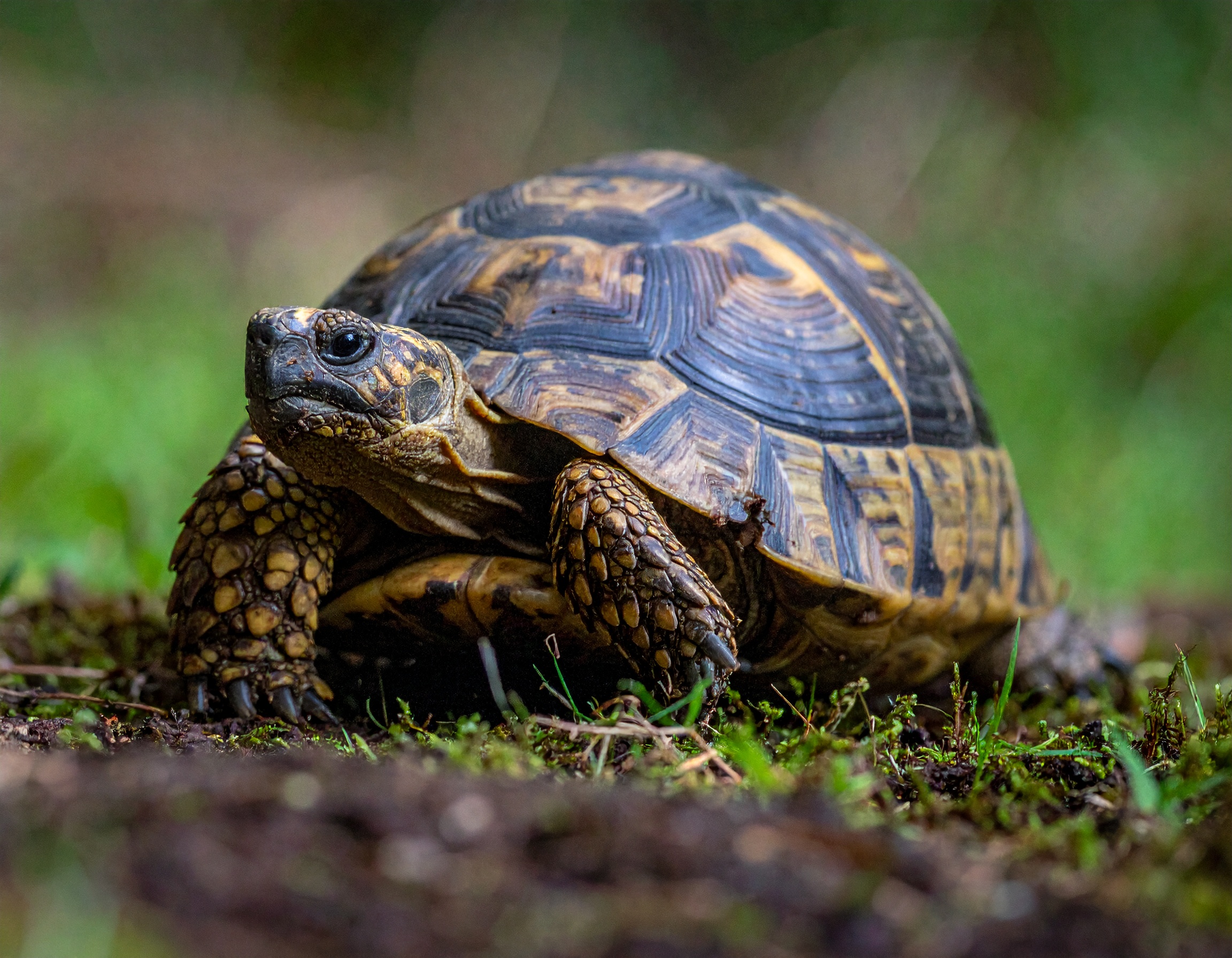 Où acheter une tortue hermann : comparatif vendeurs et prix