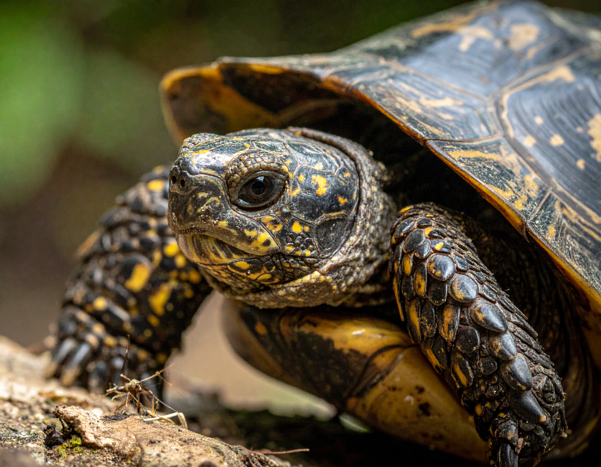 Où acheter des tortues de terre : comparatif vendeurs et prix 2025
