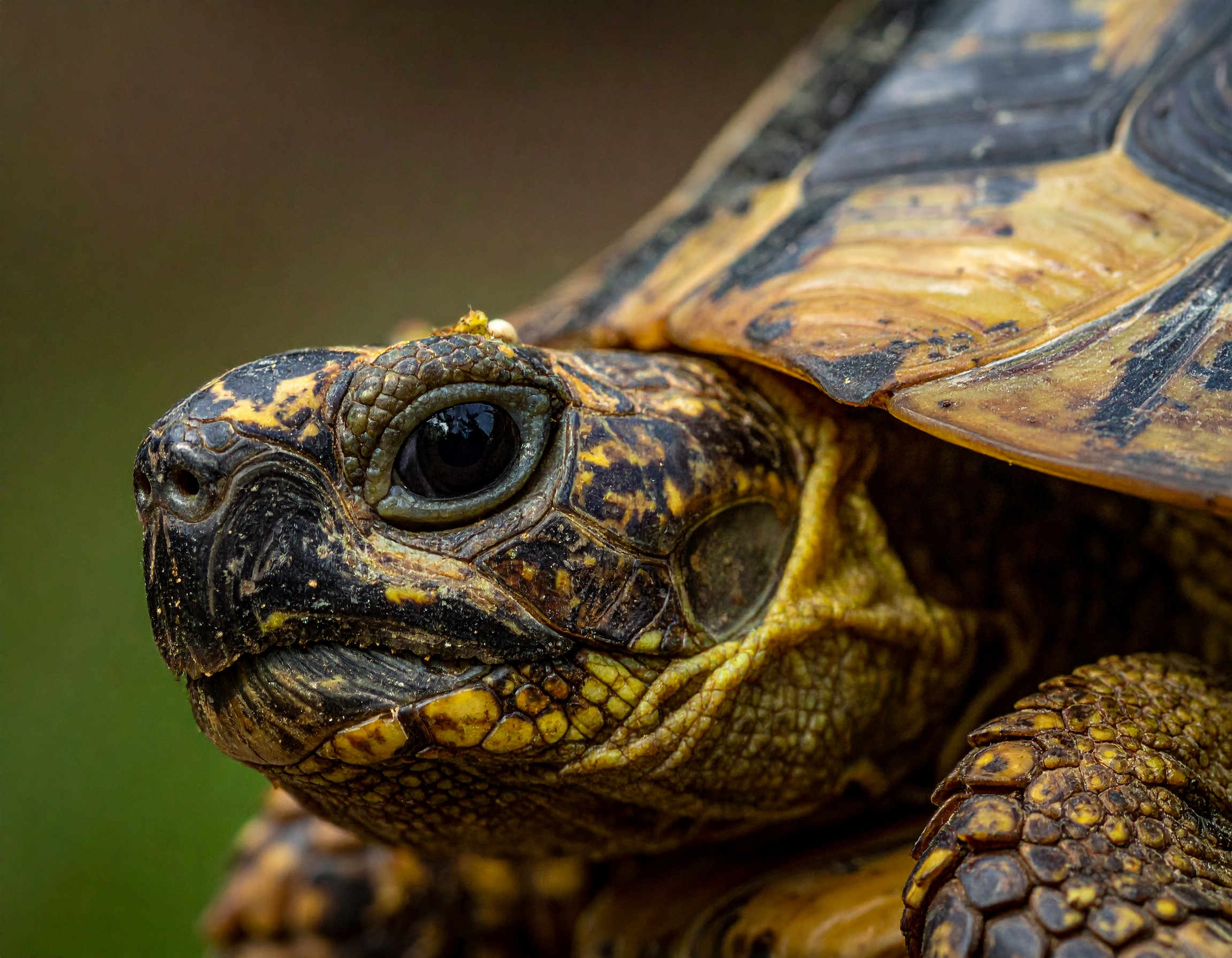 Comment donner sa tortue de terre : démarches et solutions