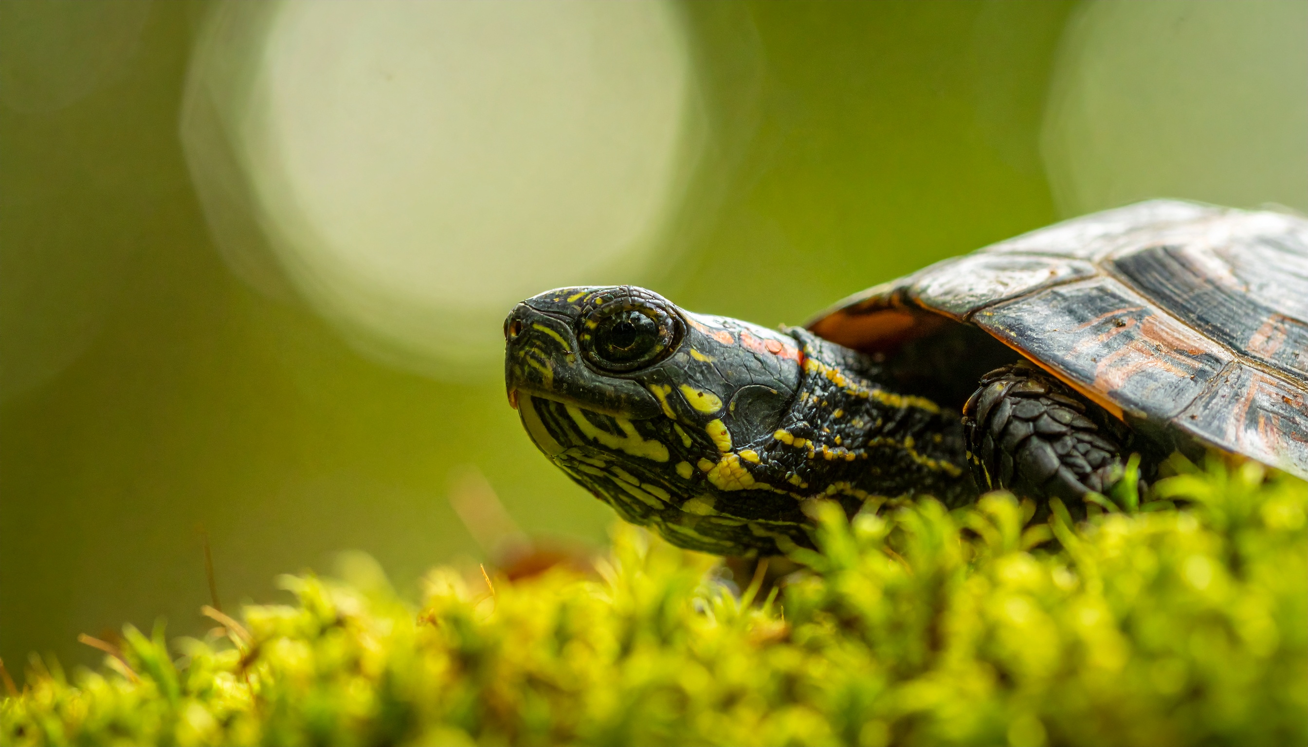 Comment choisir la race de tortue domestique idéale