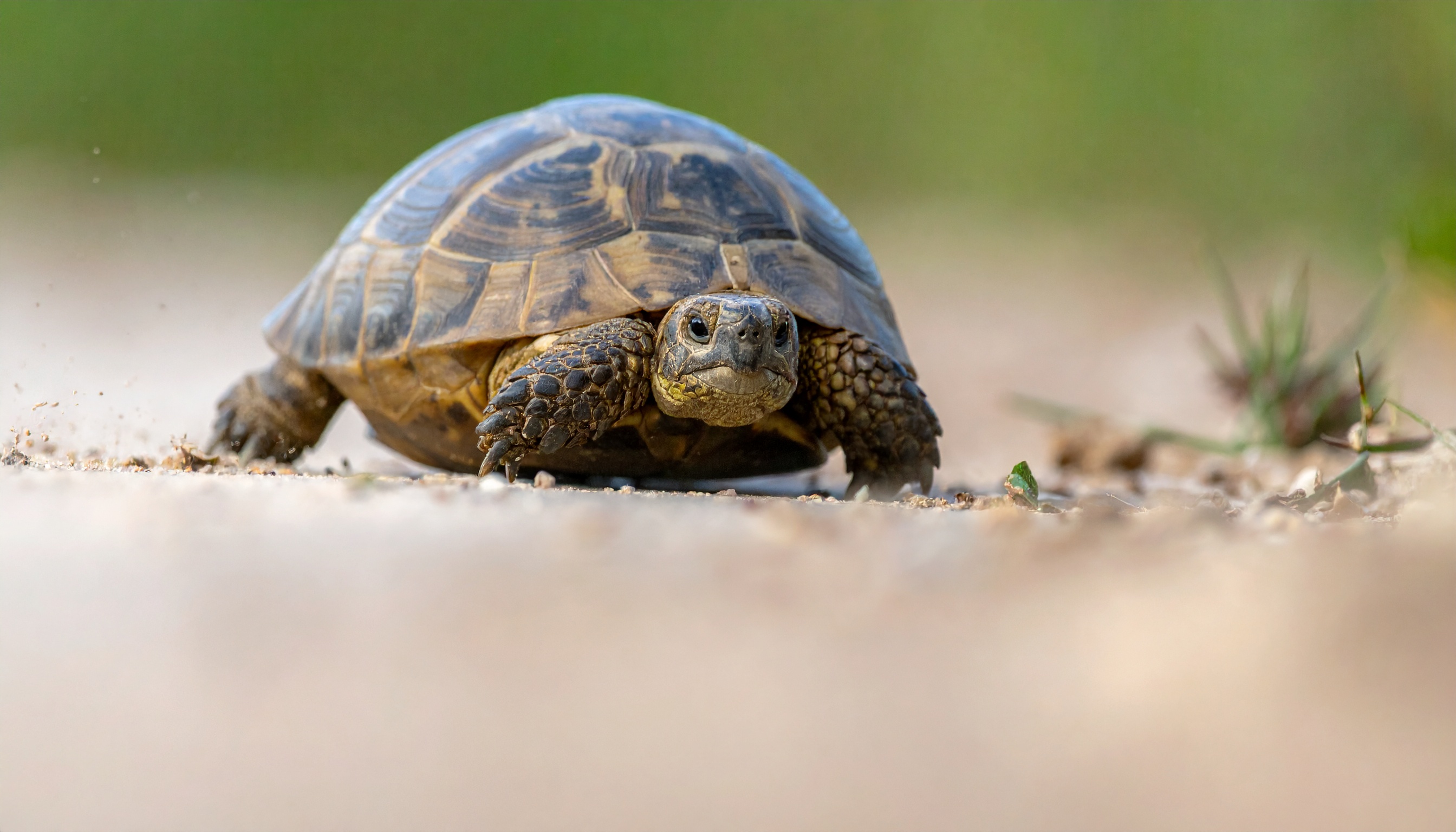 Comment composer le repas d'une tortue hermann