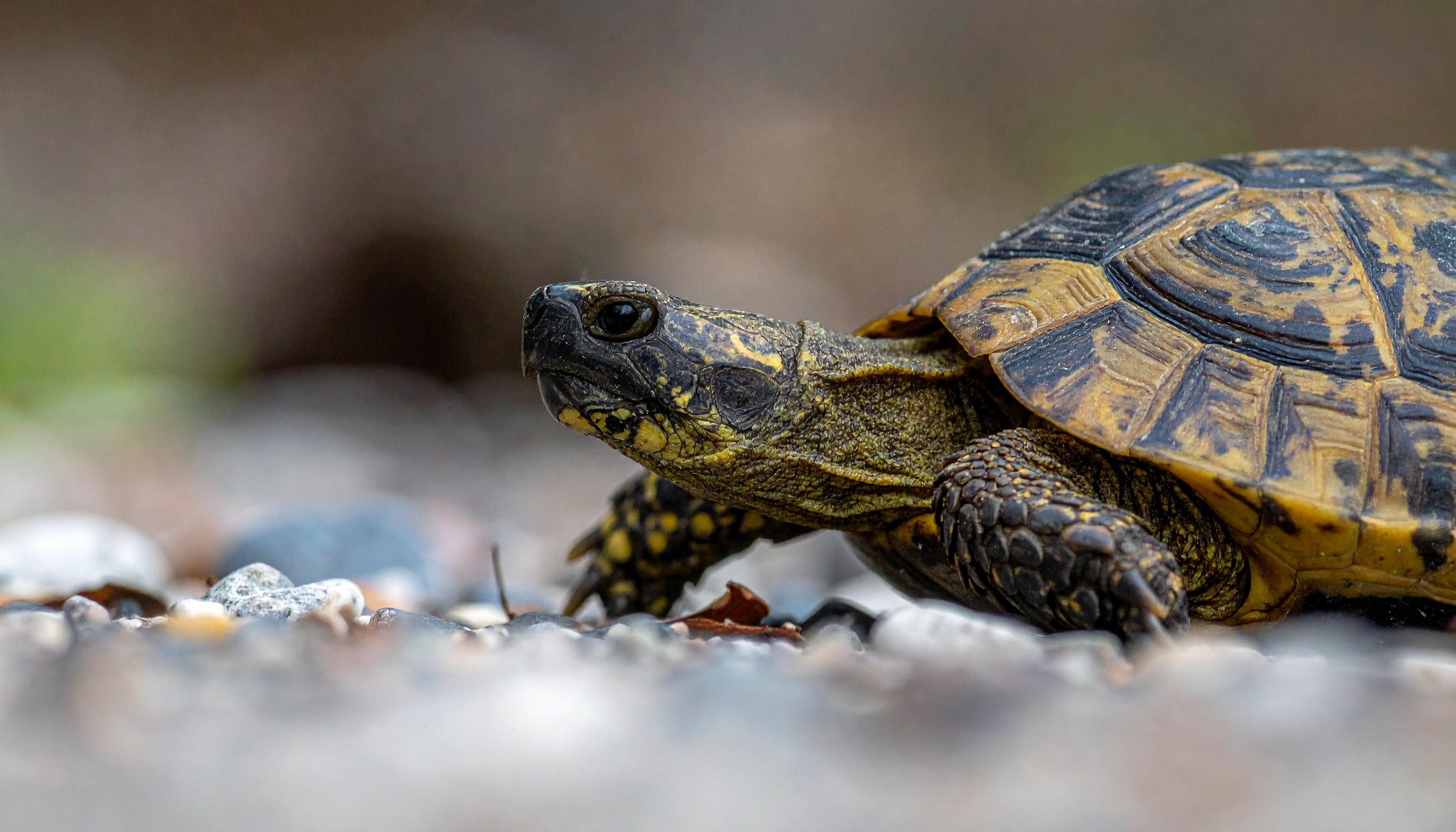 Comment créer un tableau de nourriture pour tortue de terre