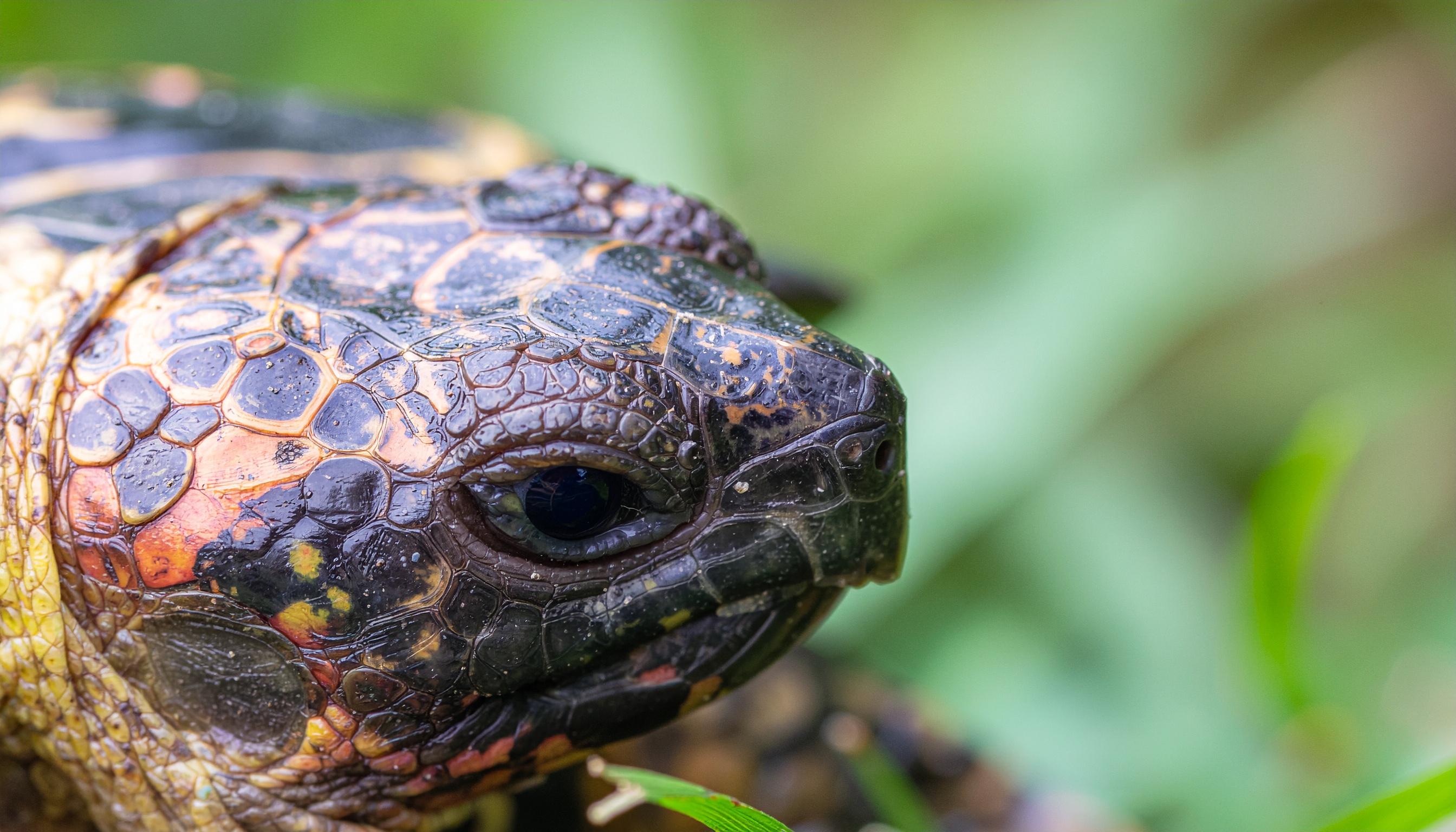 Comment aménager un terrarium pour tortue hermann