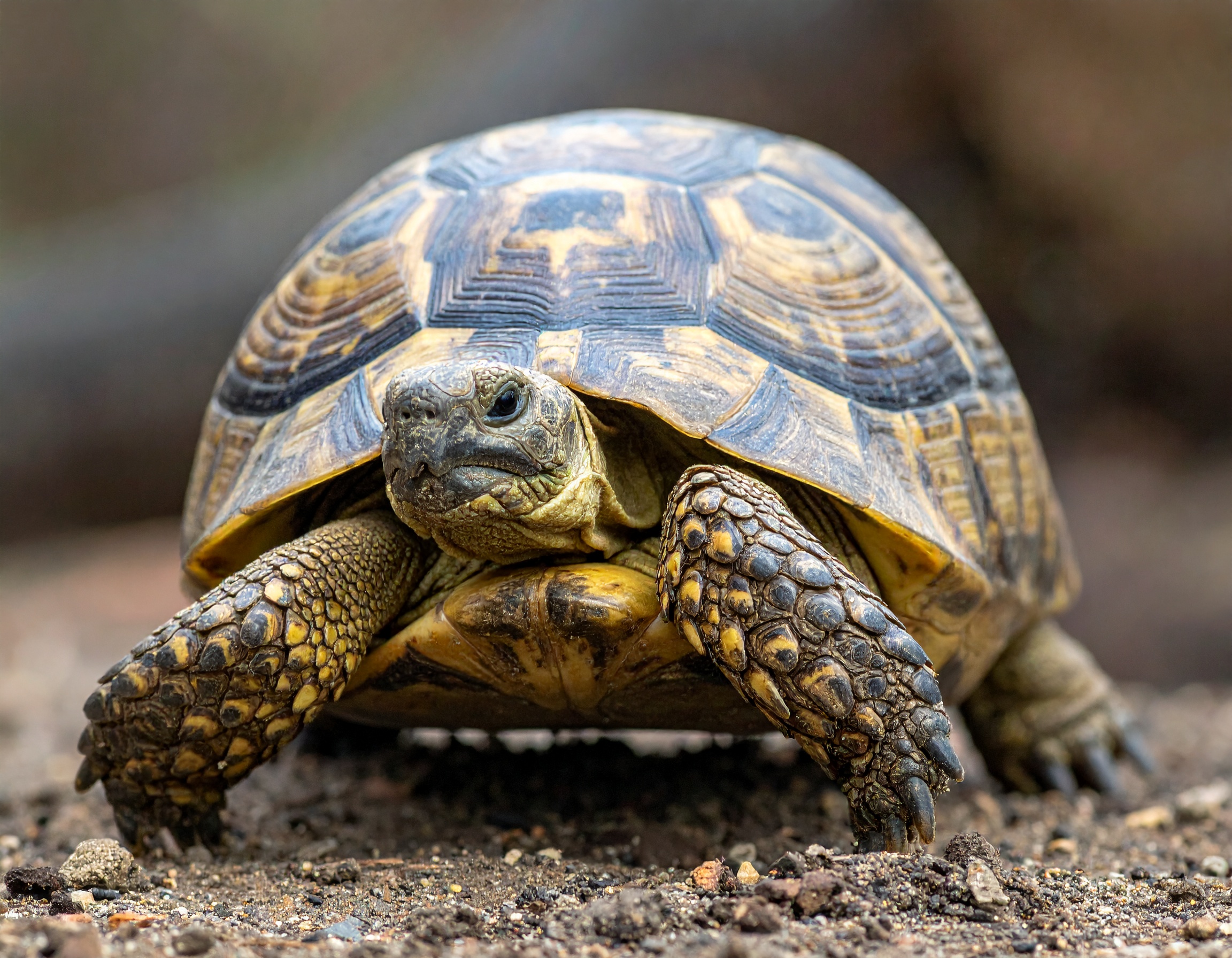 Achat tortue : comparatif prix et conseils 2025