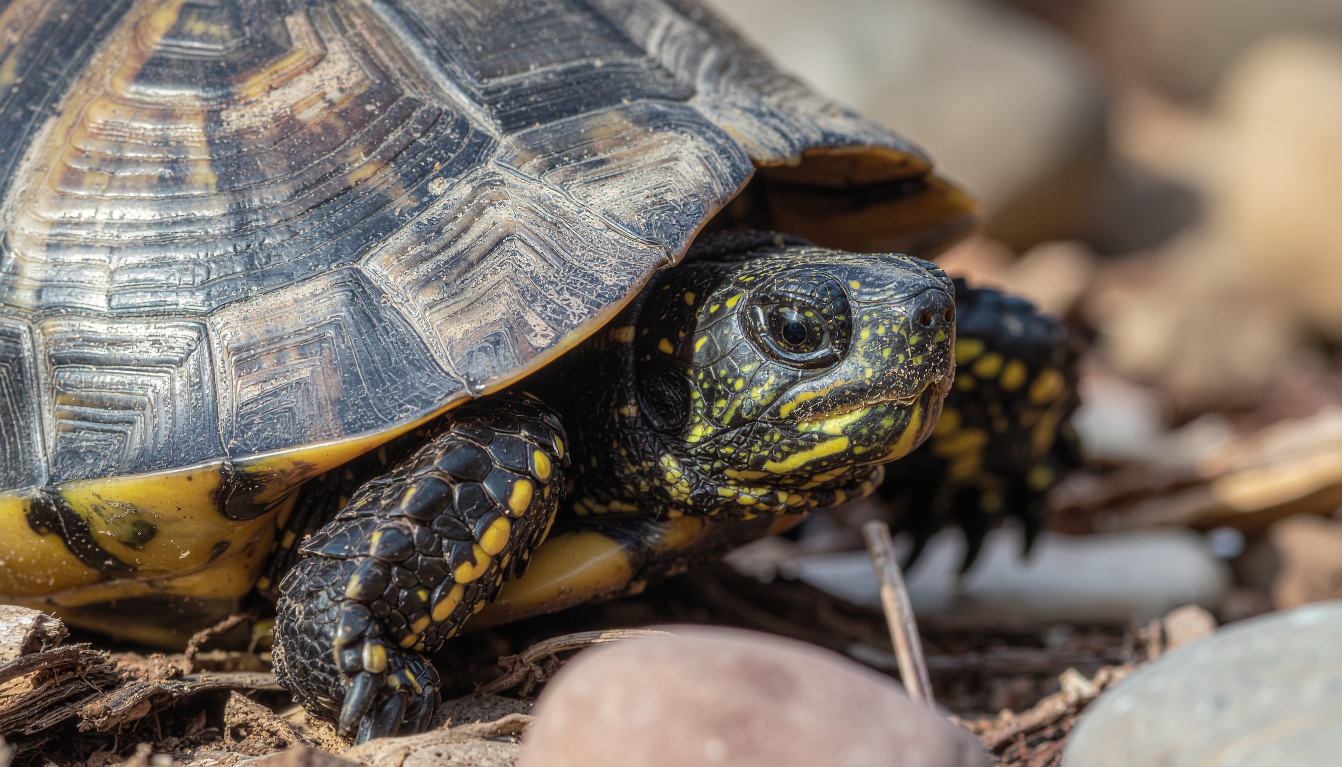 Comment déterminer l'âge d'une tortue : méthodes fiables