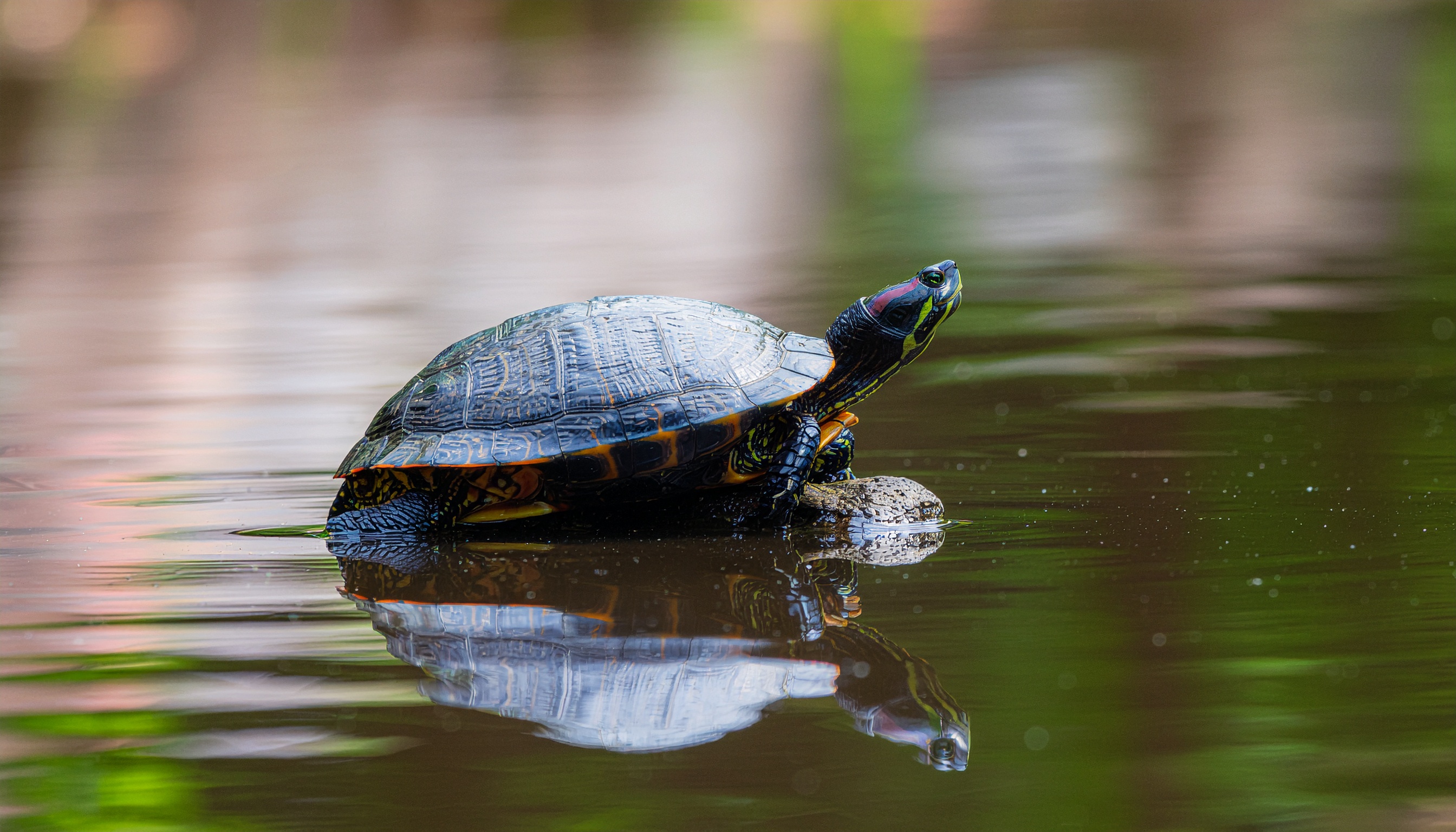 Comment bien s'occuper d'une tortue américaine