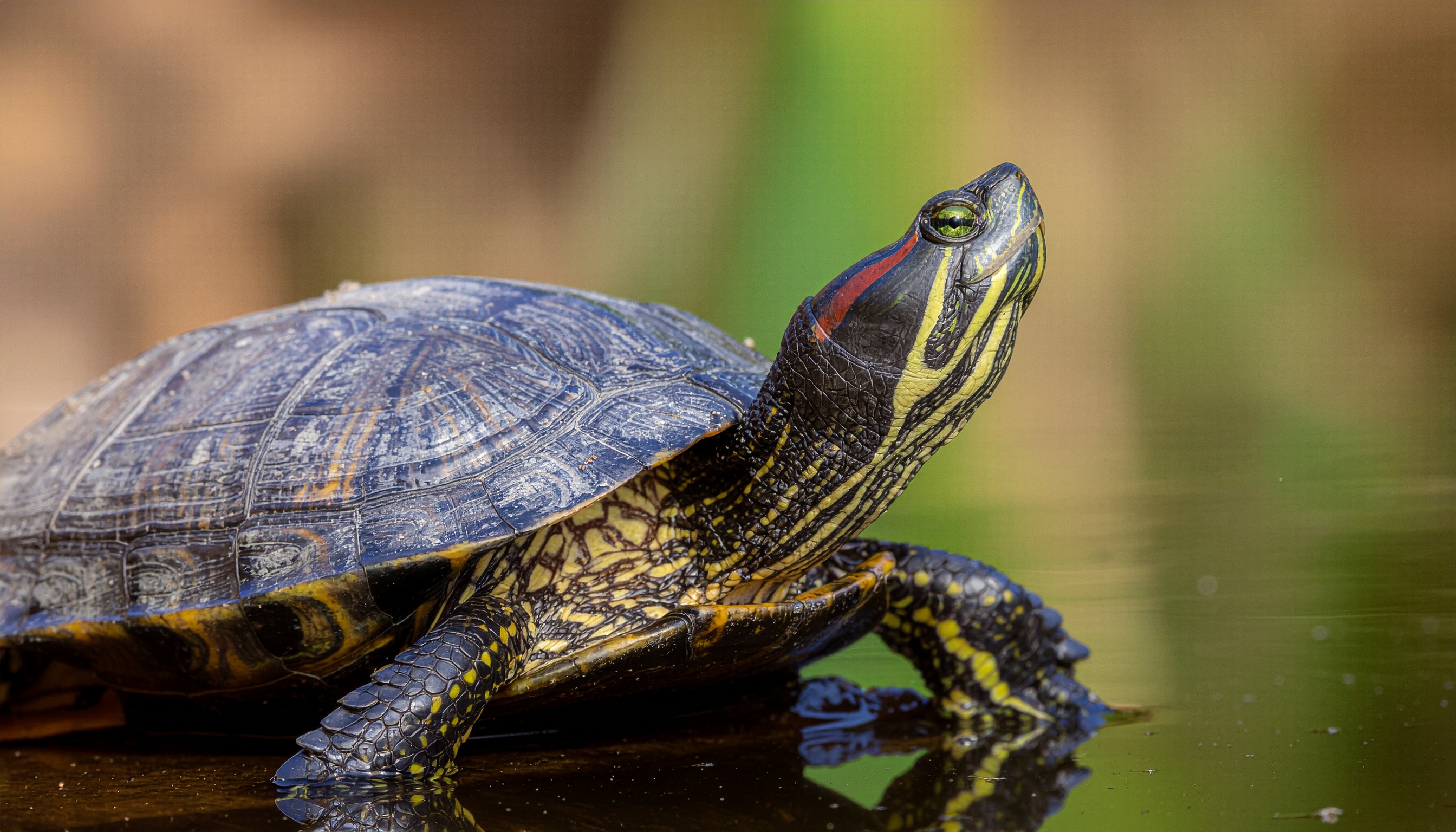 Comment choisir et élever une tortue aquatique