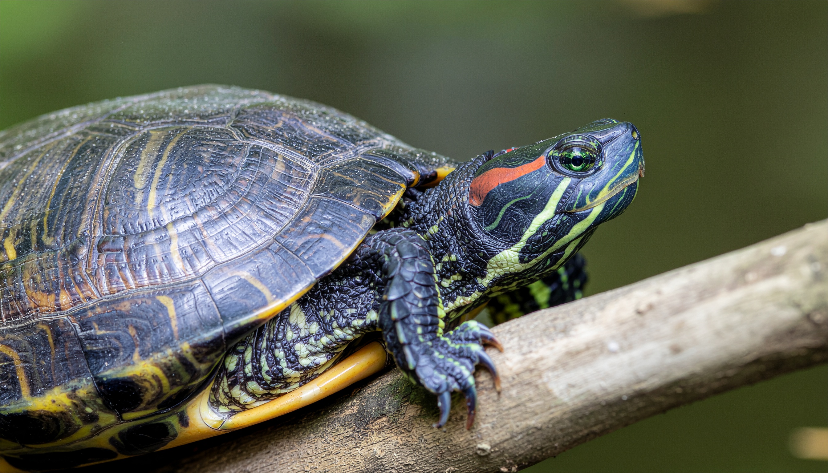 Comment reconnaître et soigner une tortue de Californie