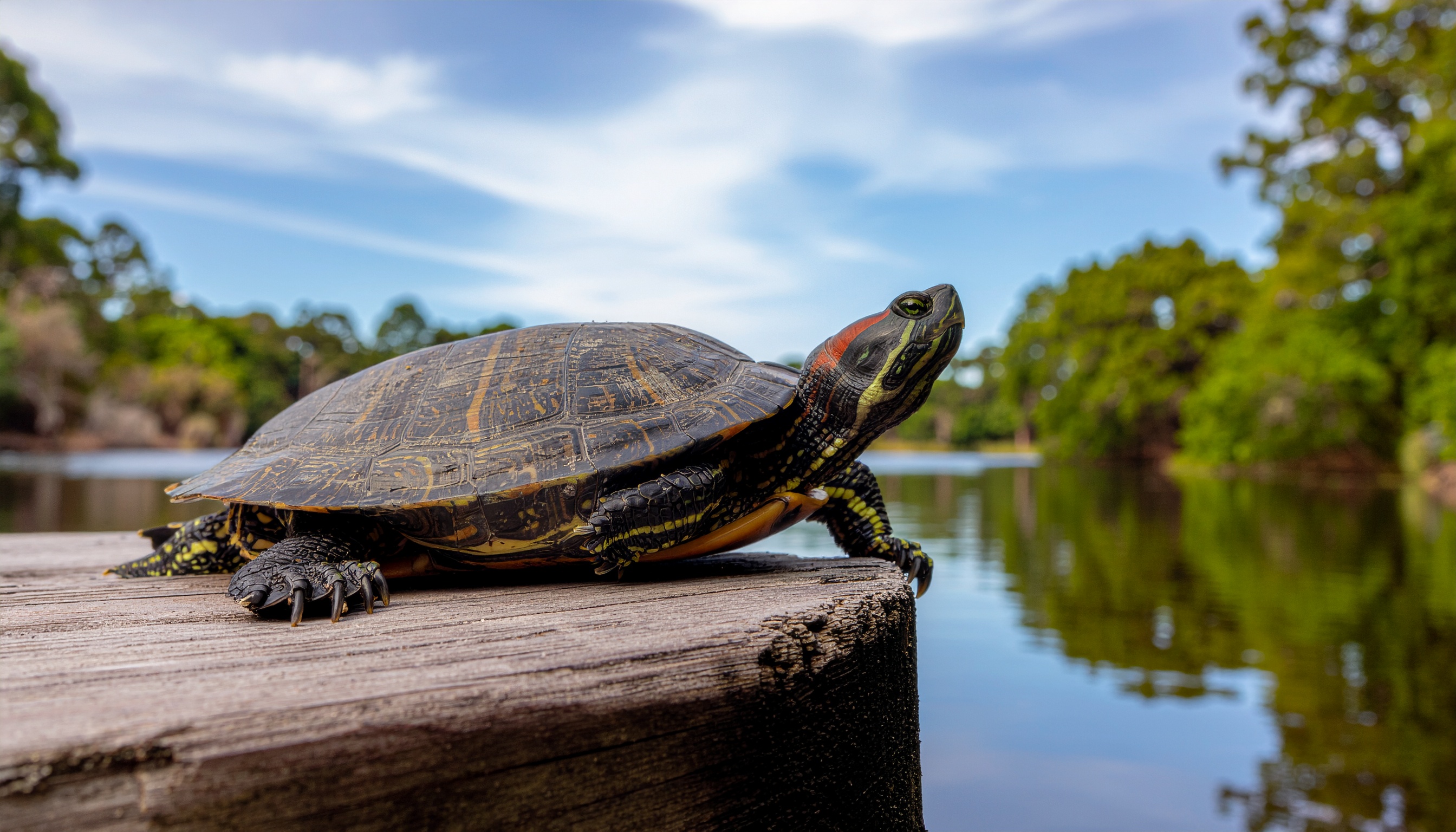 Comment reconnaître et maintenir une tortue californienne