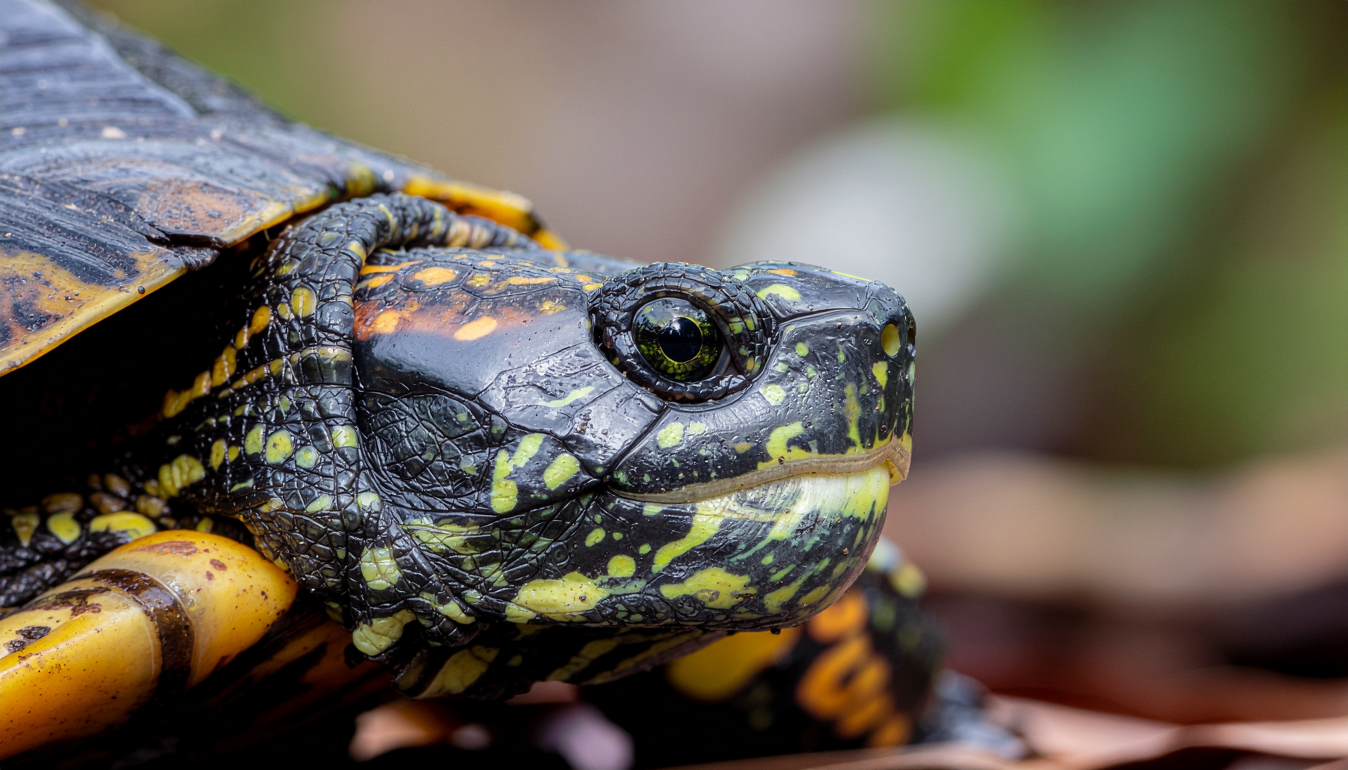 Comment reconnaître et protéger la tortue cistude
