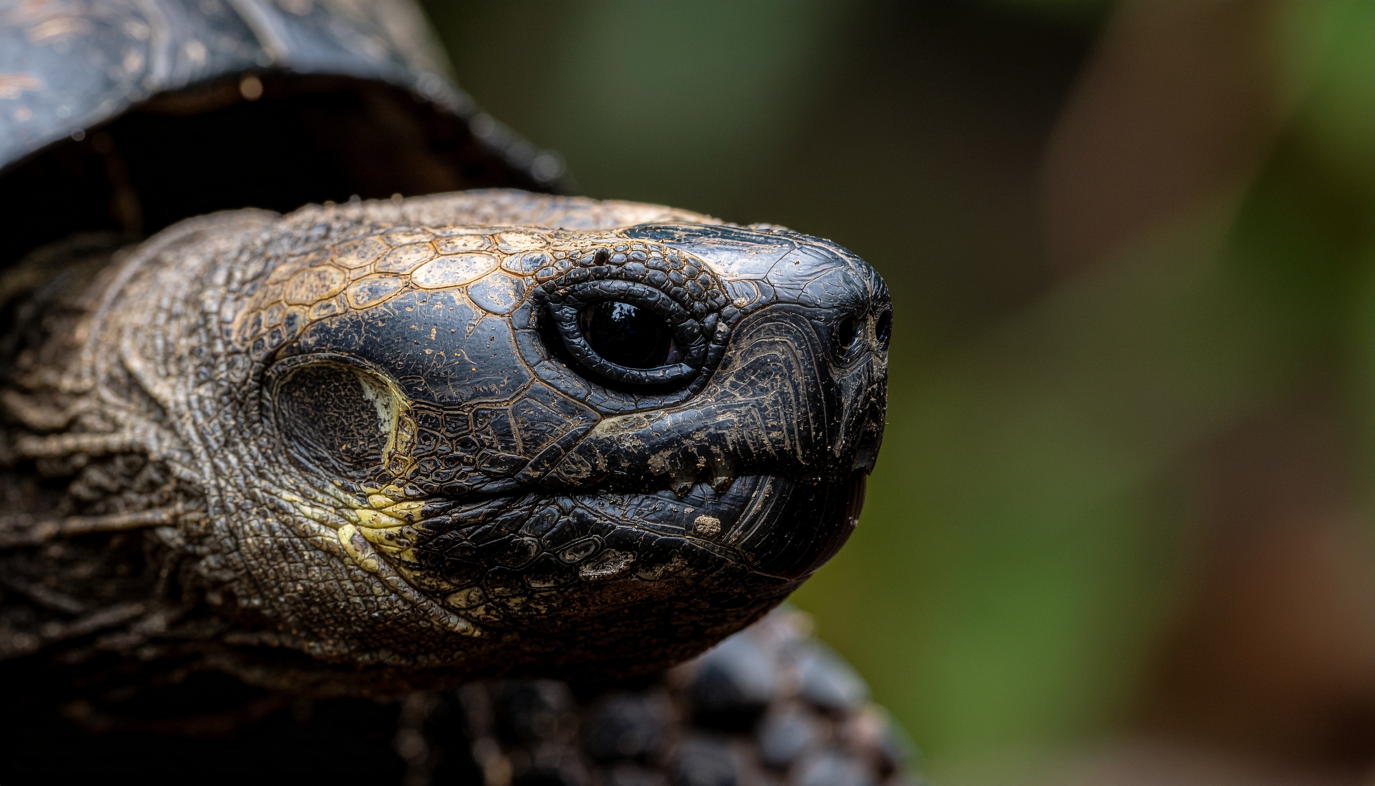 Comment observer et protéger la tortue corse