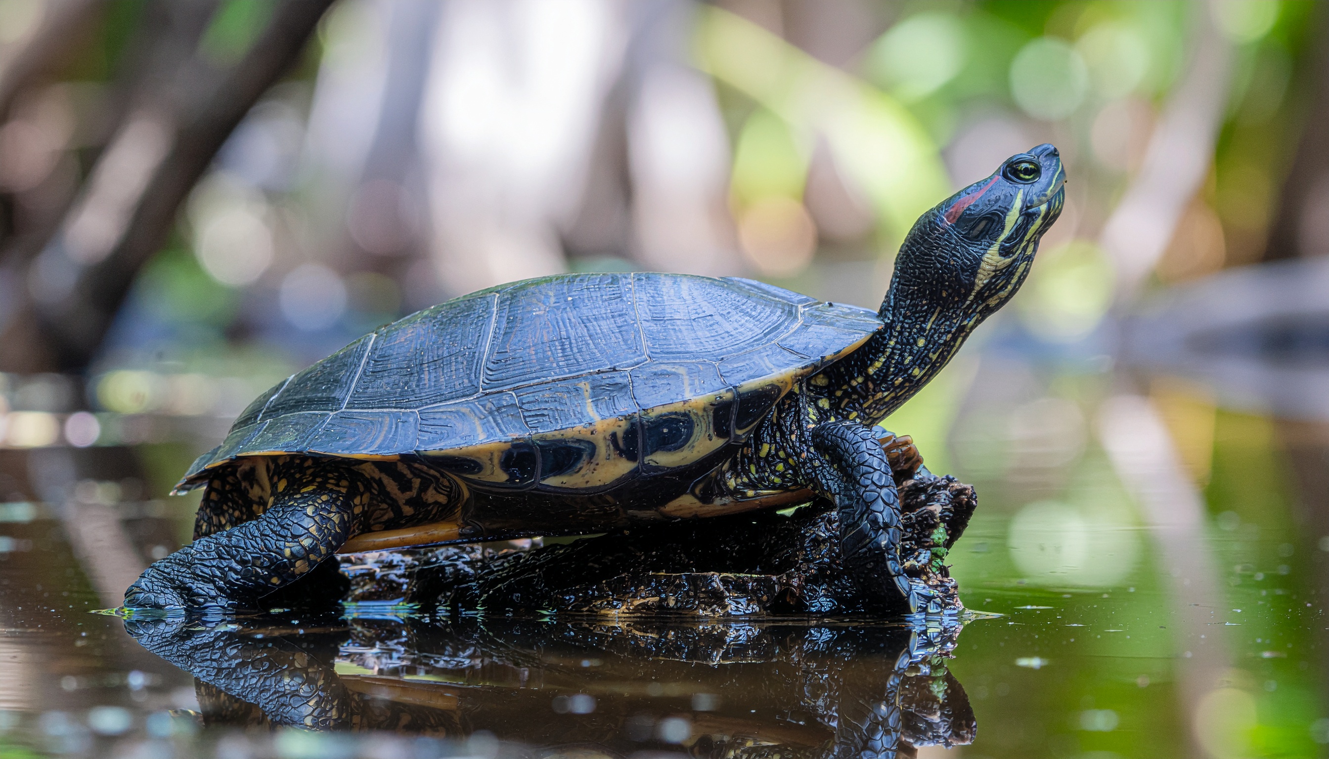 Comment maximiser l'espérance de vie d'une tortue d'eau