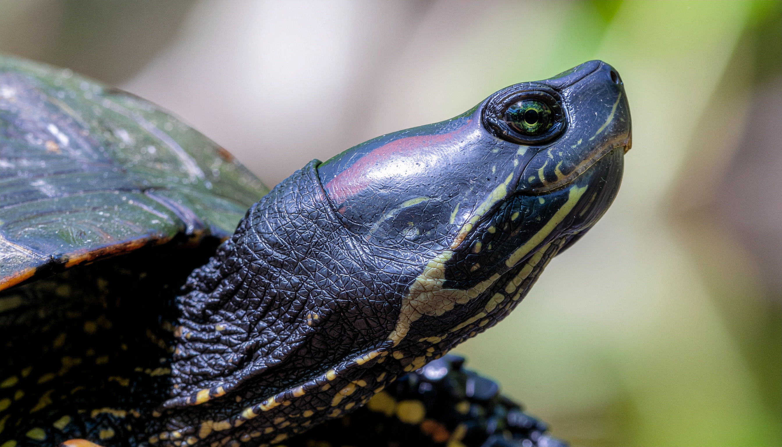 Comment maintenir une tortue d'eau froide en aquarium