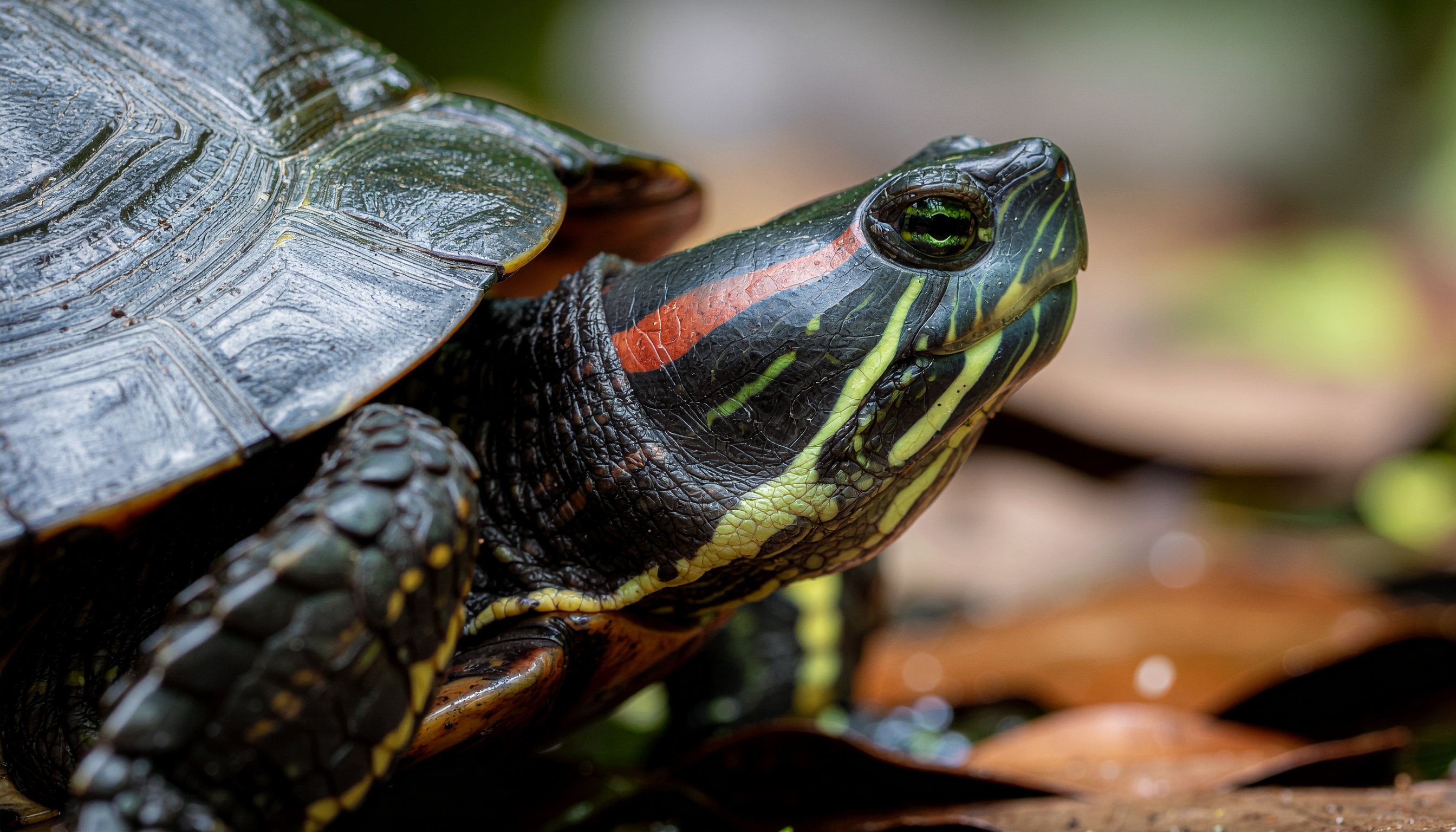 Comment identifier les races de tortues d'eau