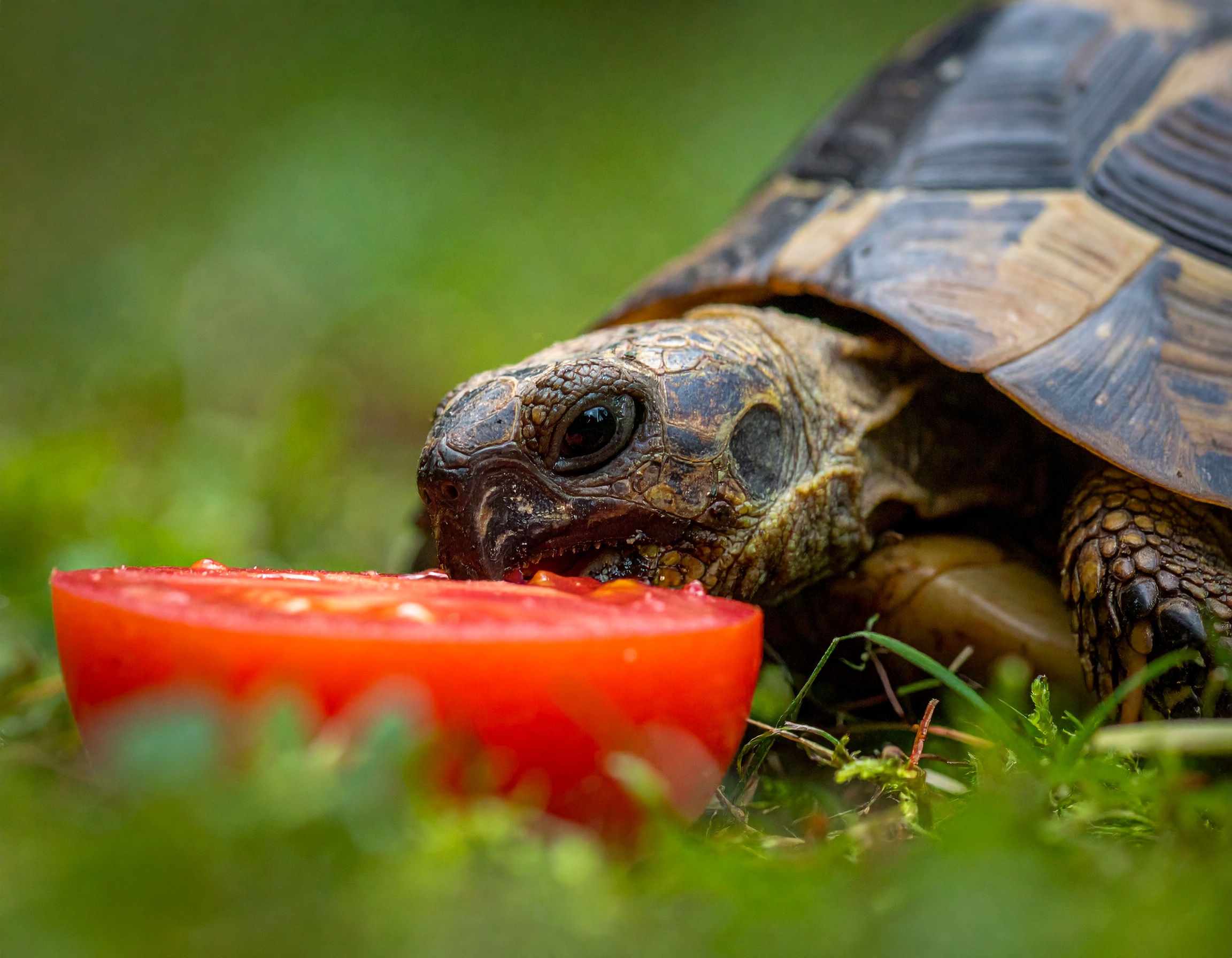 Comment donner des tomates à sa tortue hermann en sécurité