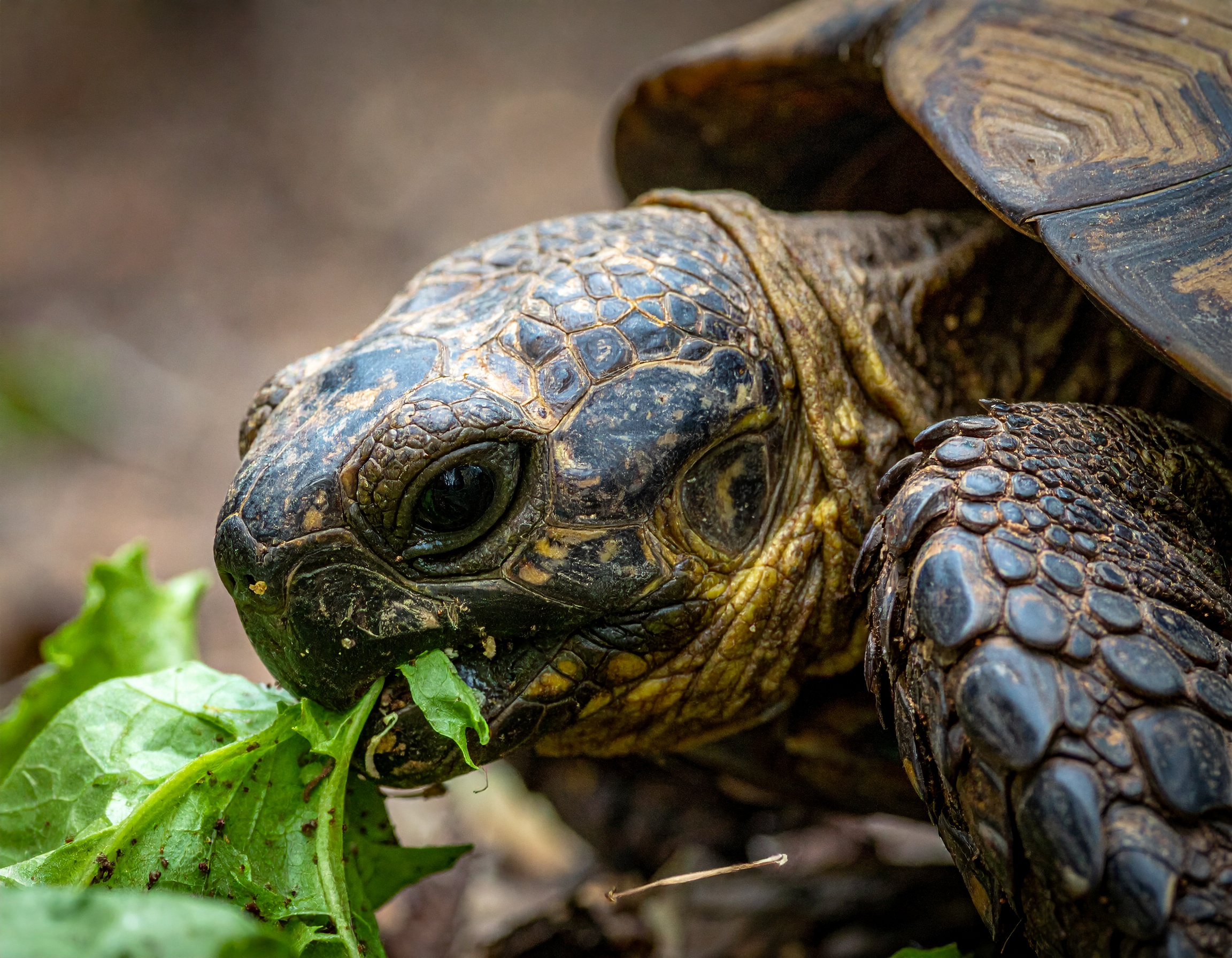 Comment nourrir sa tortue : alimentation complète