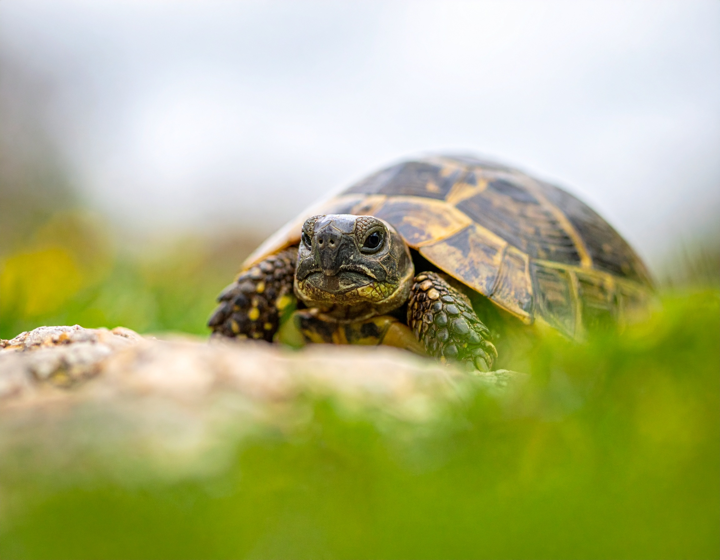Comment s'occuper des œufs de tortue : étapes et conseils