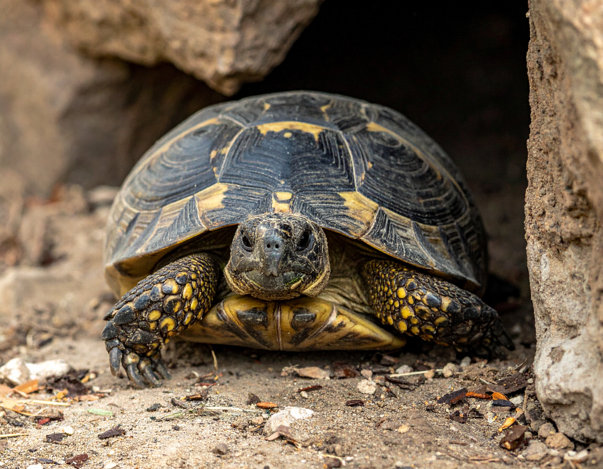 Comment réagir quand votre tortue s'enterre
