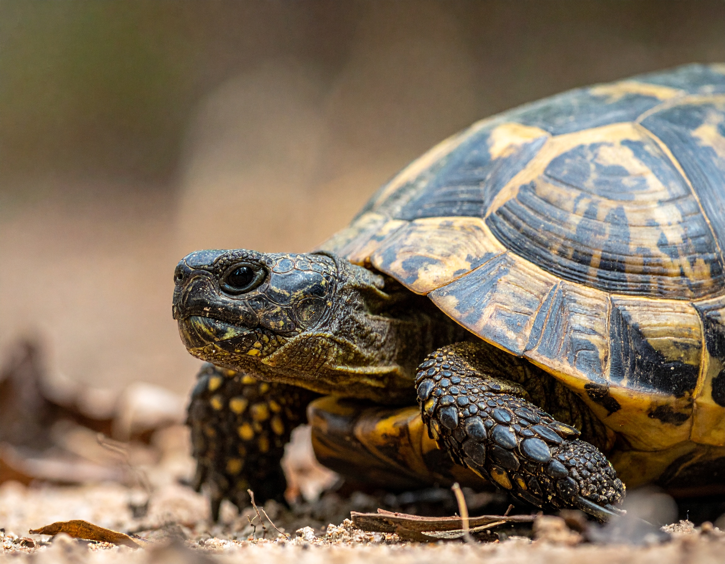 Comment identifier et choisir sa race de tortue terrestre
