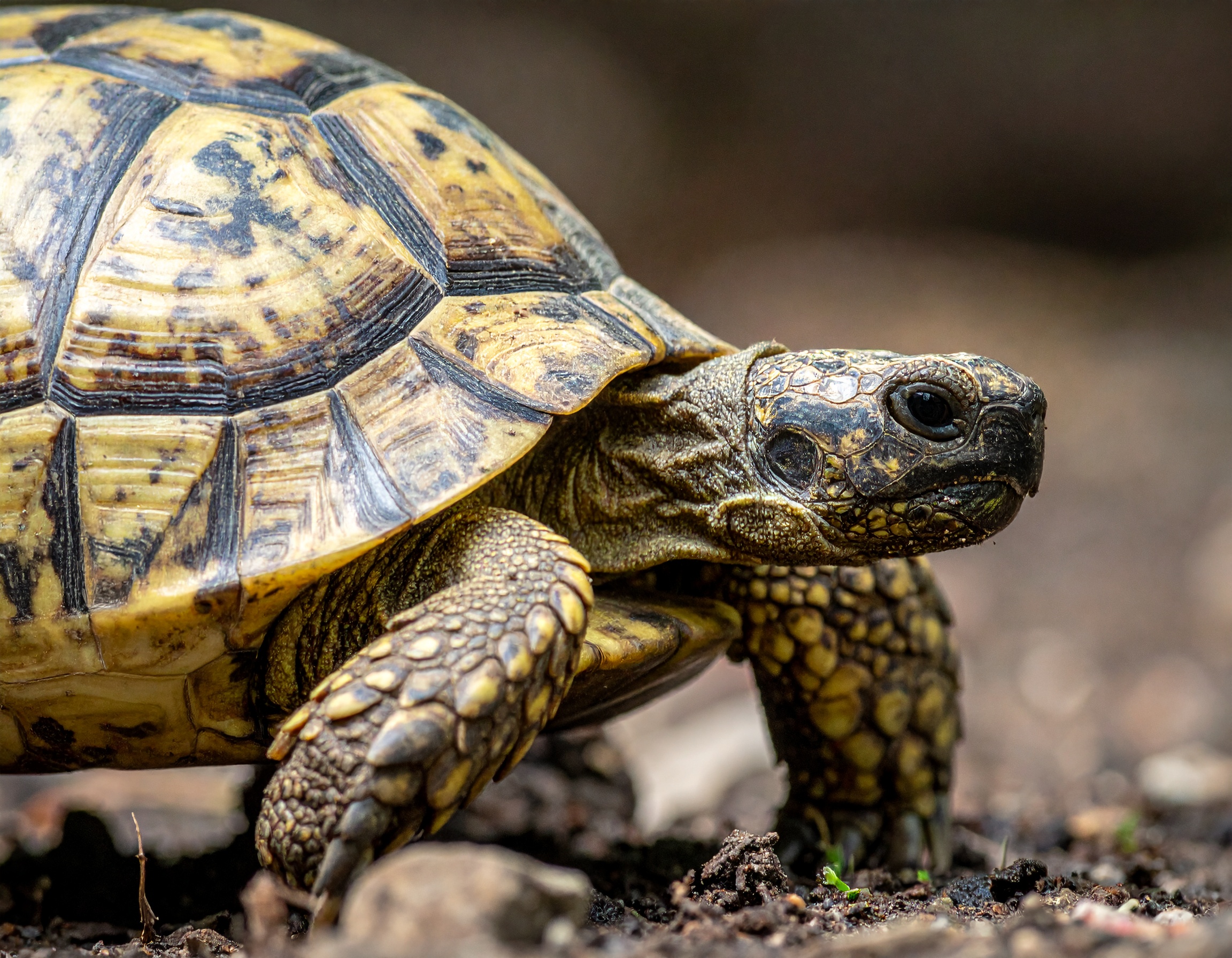 Tortue à vendre : où acheter et prix 2025