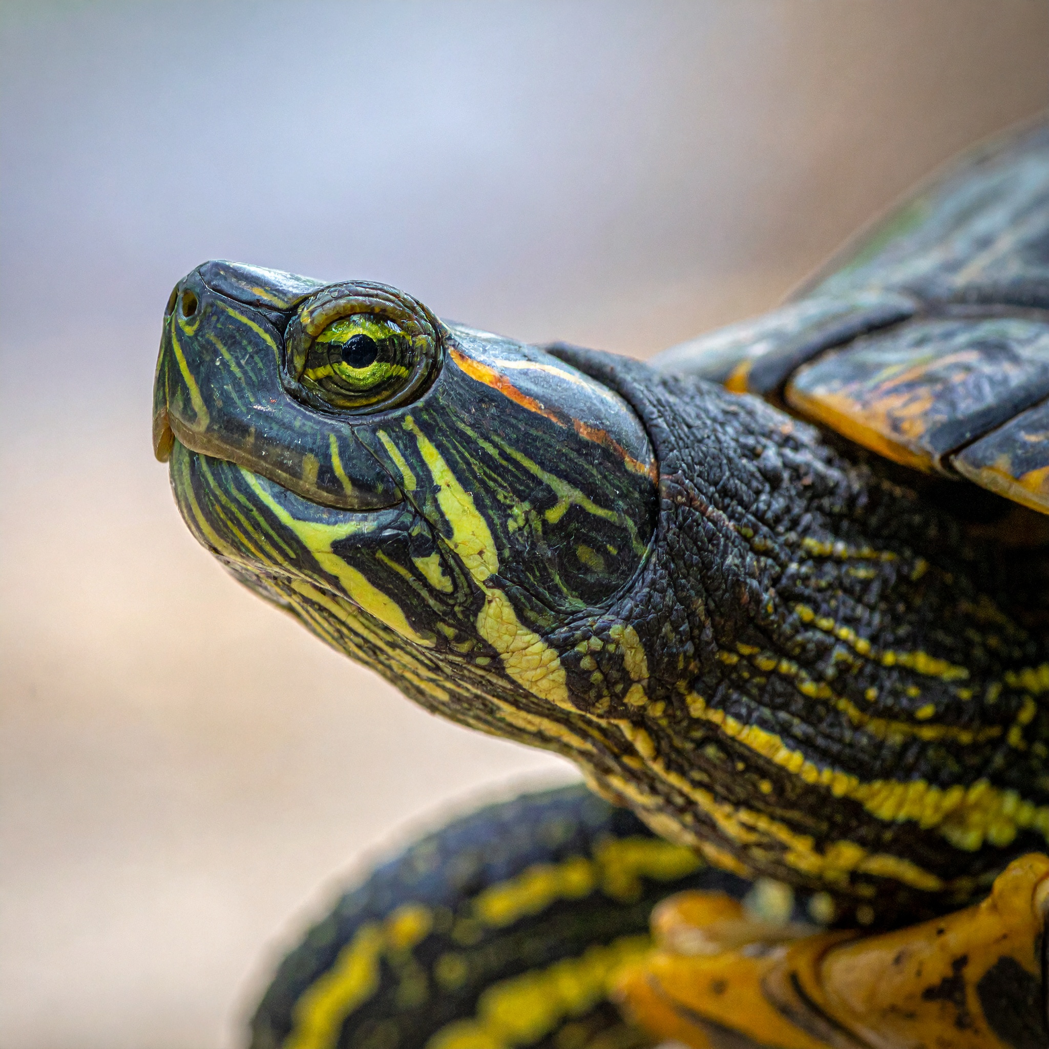 Équipe Passion Tortue